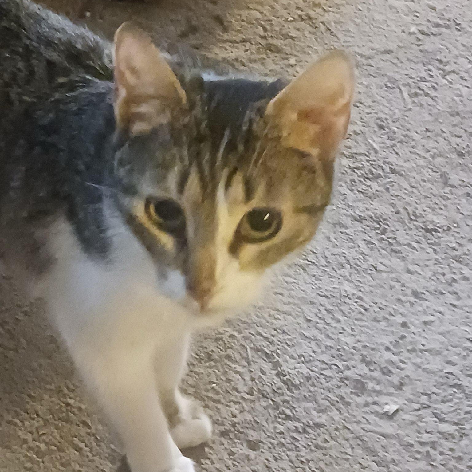 Maisie, a ADOPTABLE Domestic Short Hair in Indianapolis, IN image 2/4
