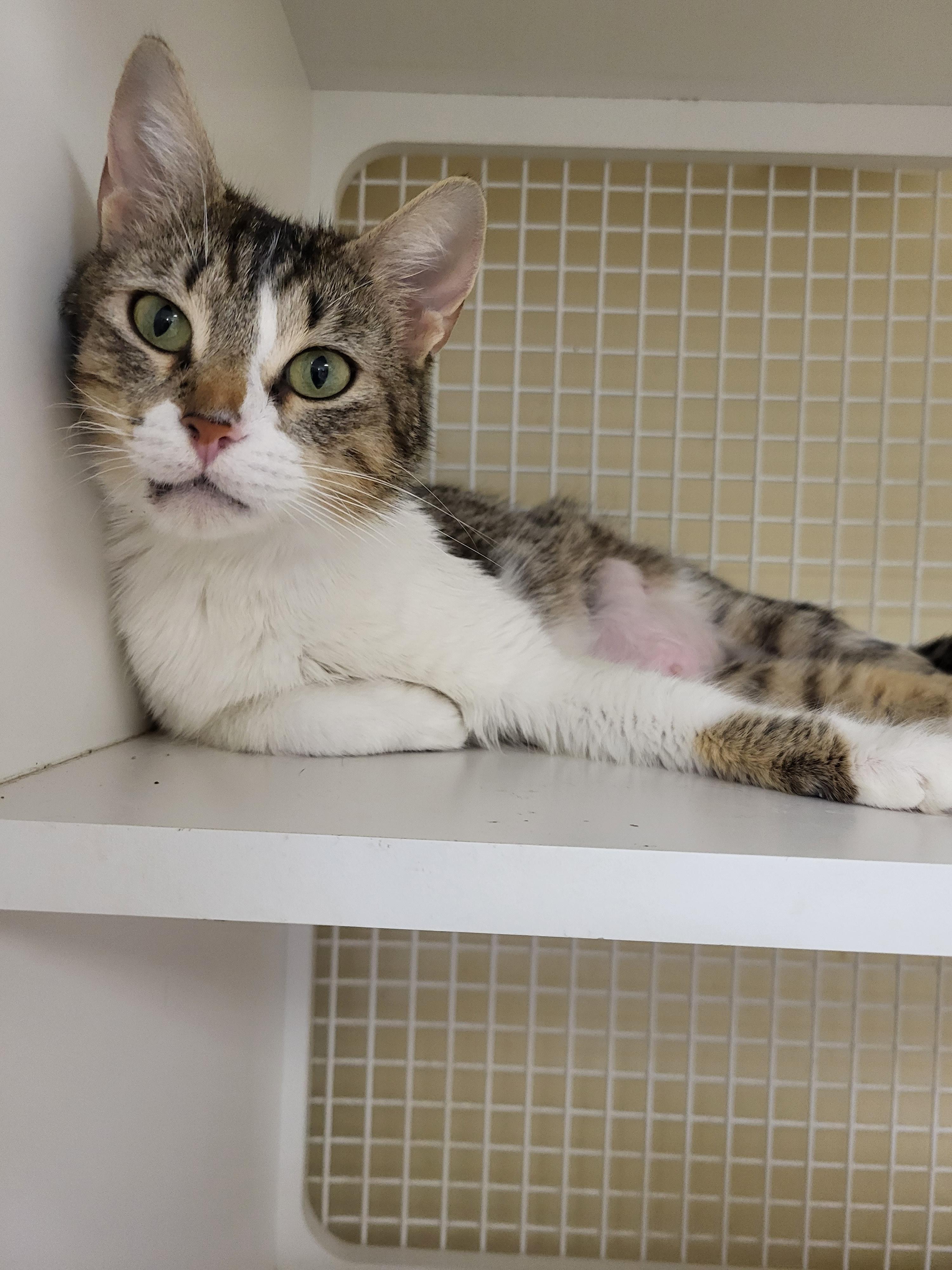 Maisie, a ADOPTABLE Domestic Short Hair in Indianapolis, IN image 4/4
