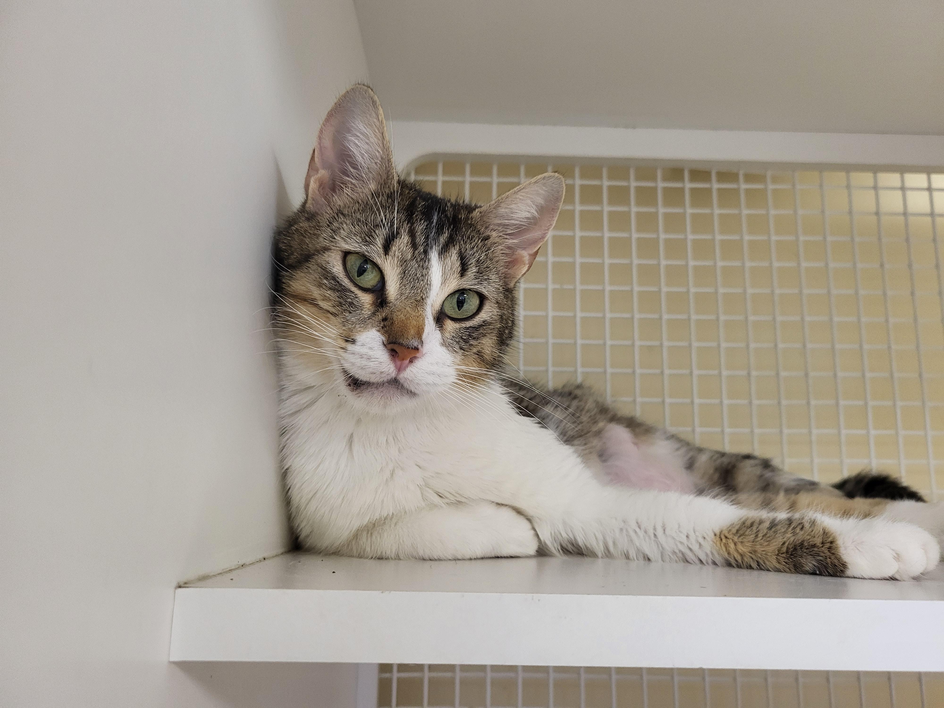 Maisie, ADOPTABLE, Young Female Domestic Short Hair.