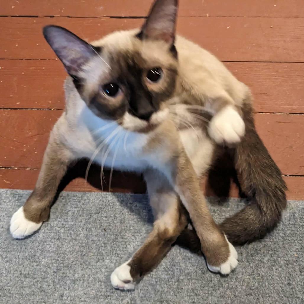 Gabby (formerly Garbanzo), Adoptable, Young Female Snowshoe.