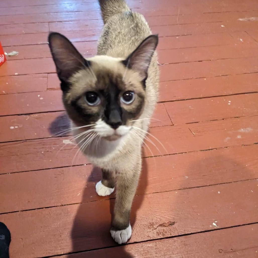 Enlarge Gabby (formerly Garbanzo), a Adoptable Snowshoe in Pittsburg, KS image 2/2
