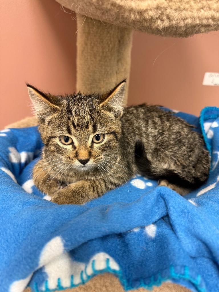 Enlarge Hot Chocolate, a Adoptable mixed breed in Winnipeg, MB image 1/1