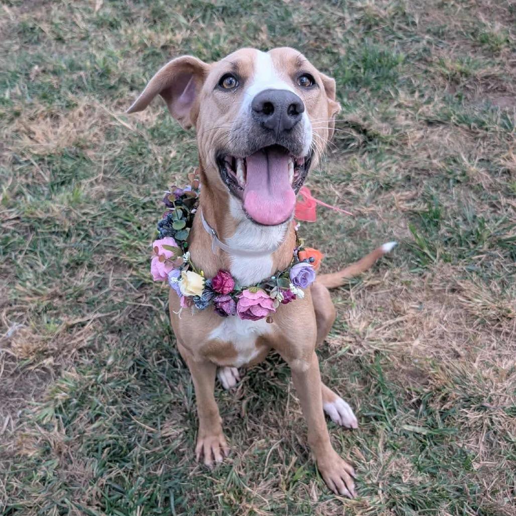 Summer, Adoptable, Adult Female Labrador Retriever & American Staffordshire Terrier.