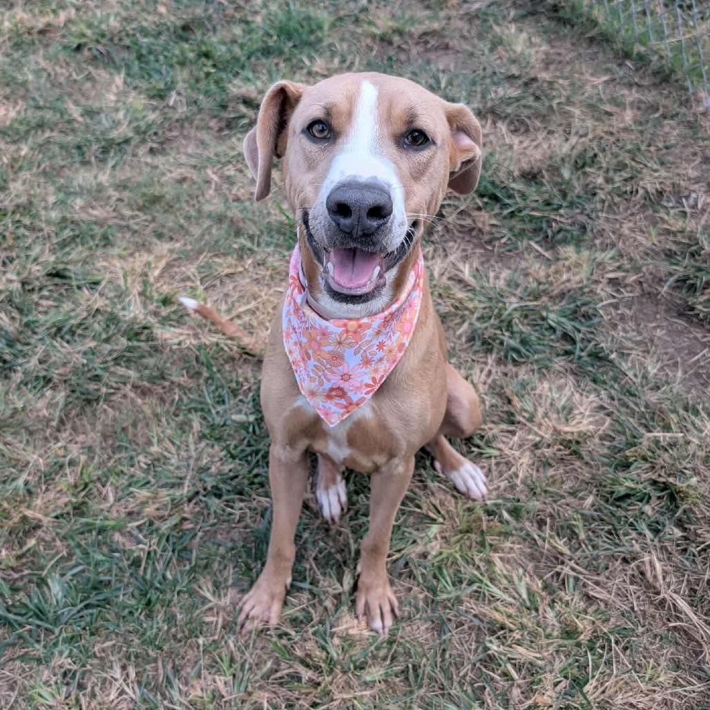 Enlarge Summer, a Adoptable mixed breed in Pittsburgh, PA image 2/6