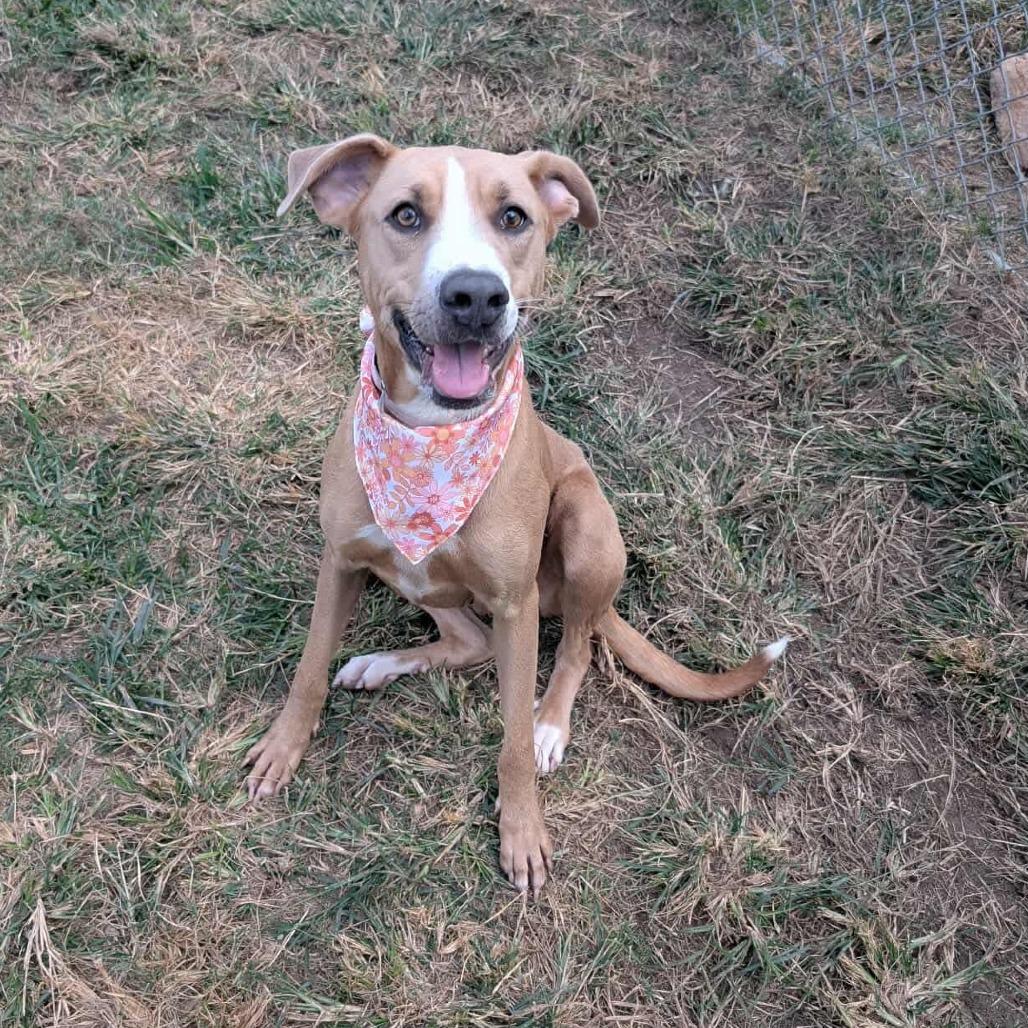 Enlarge Summer, a Adoptable mixed breed in Pittsburgh, PA image 3/6
