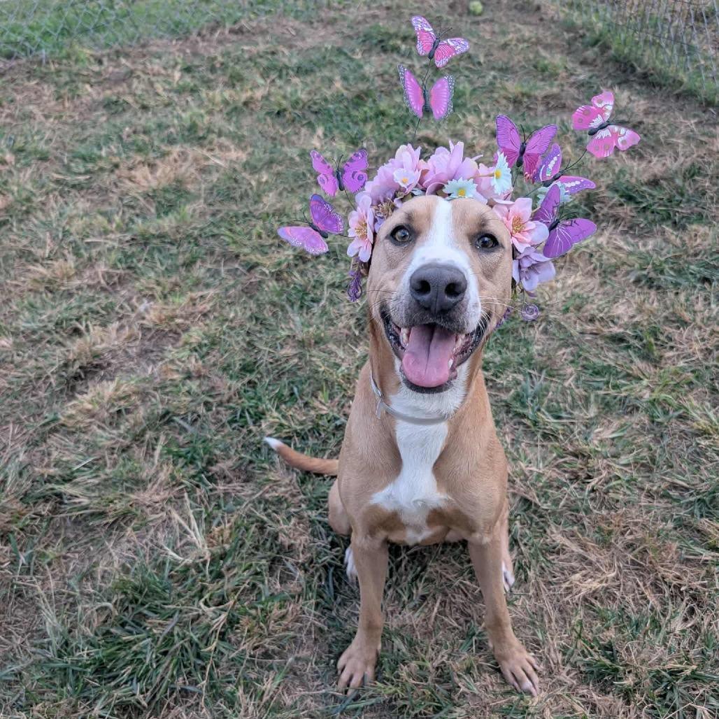 Enlarge Summer, a Adoptable mixed breed in Pittsburgh, PA image 4/6