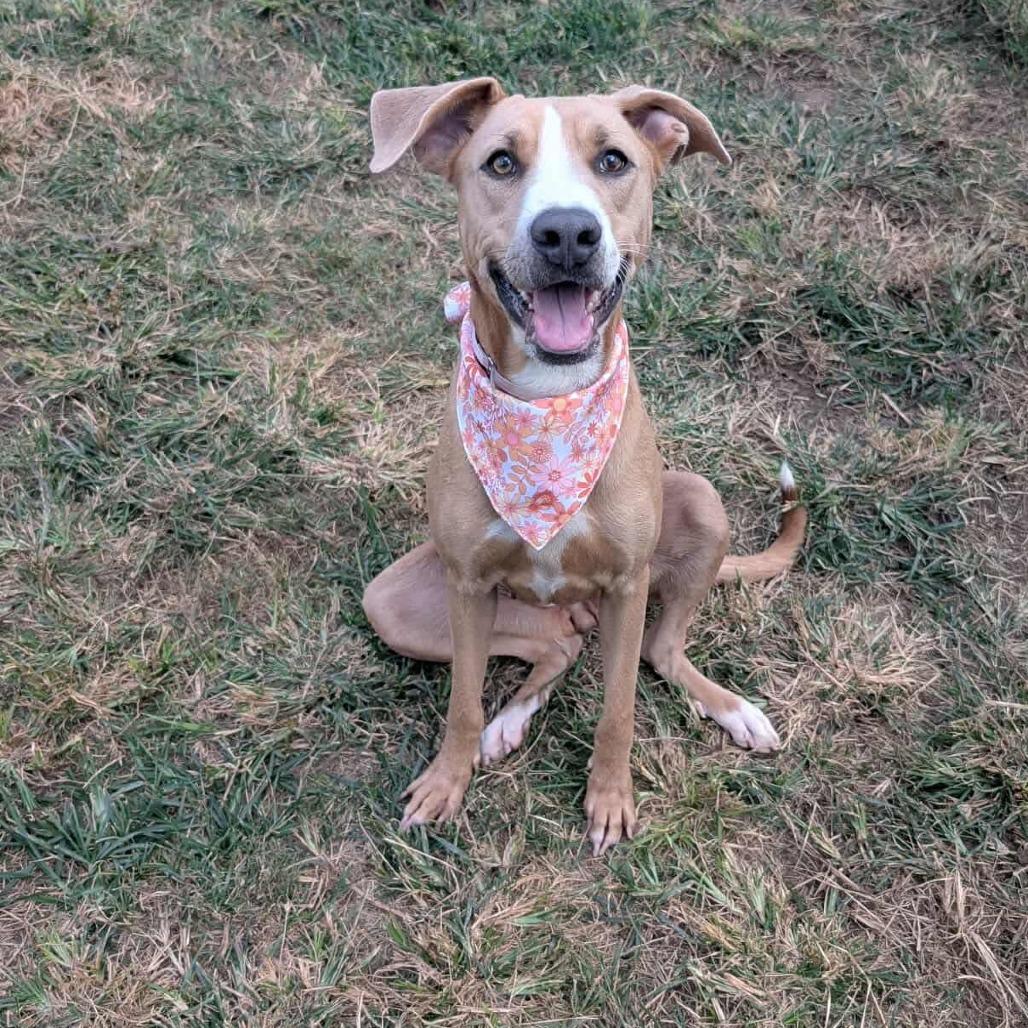 Enlarge Summer, a Adoptable mixed breed in Pittsburgh, PA image 5/6