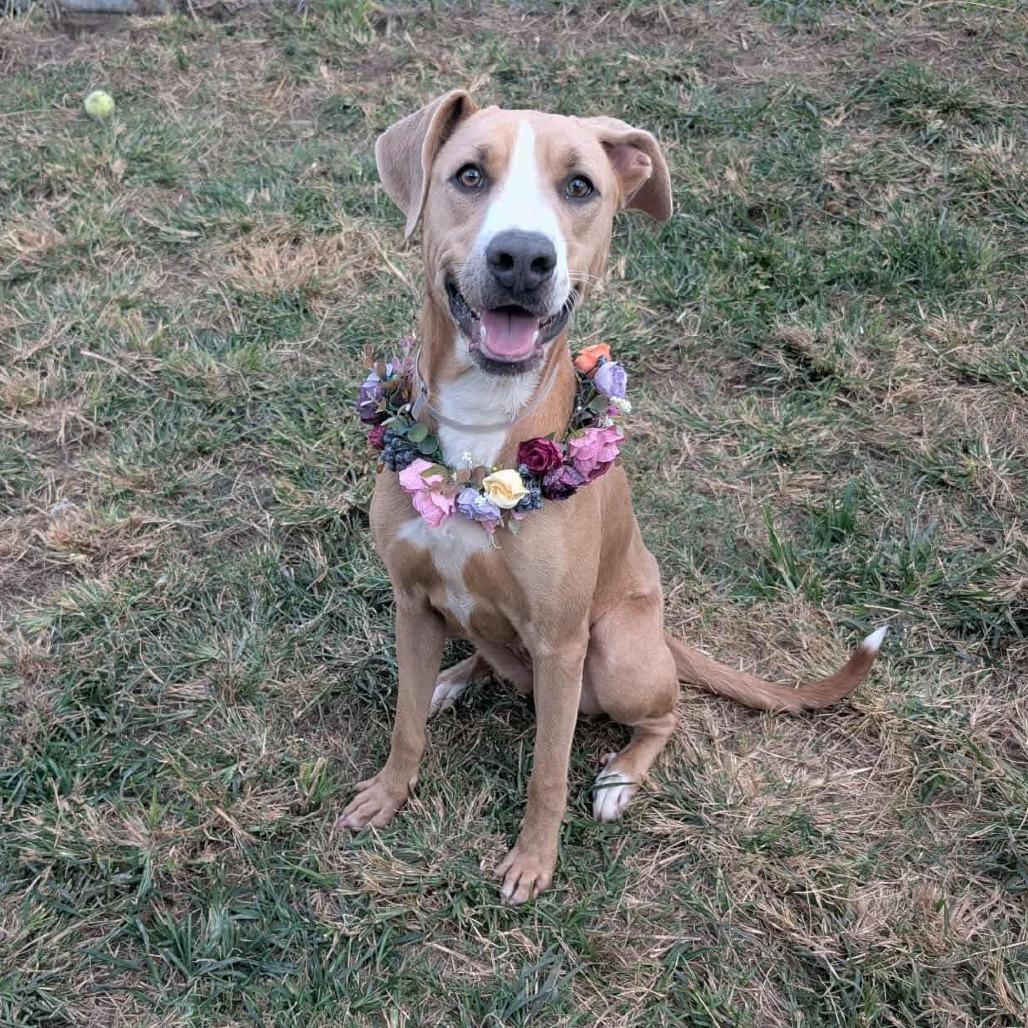 Enlarge Summer, a Adoptable mixed breed in Pittsburgh, PA image 6/6
