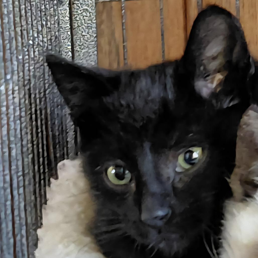 Enlarge Nori, a Adoptable Domestic Short Hair in Incline Village, NV image 1/3