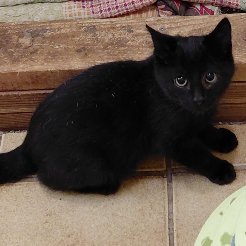 Enlarge Nori, a Adoptable Domestic Short Hair in Incline Village, NV image 2/3