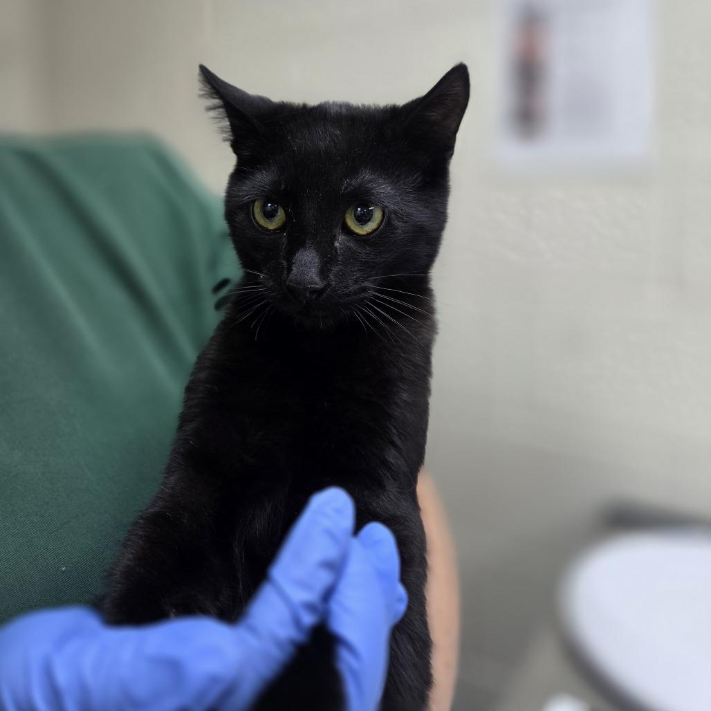 Enlarge Nori, a Adoptable Domestic Short Hair in Incline Village, NV image 3/3