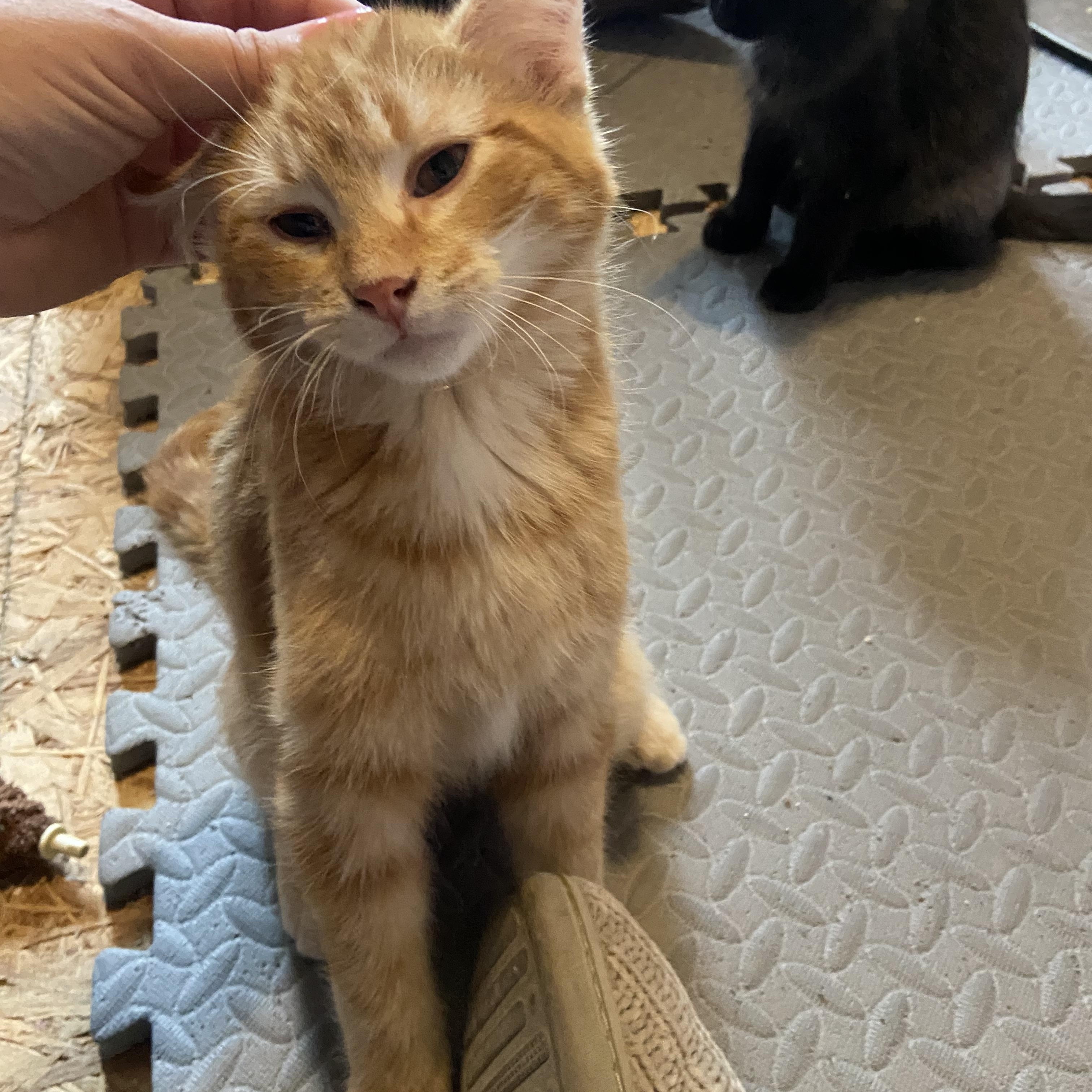 Enlarge Simba, a Adoptable Domestic Short Hair in Saint Francis, MN image 3/4