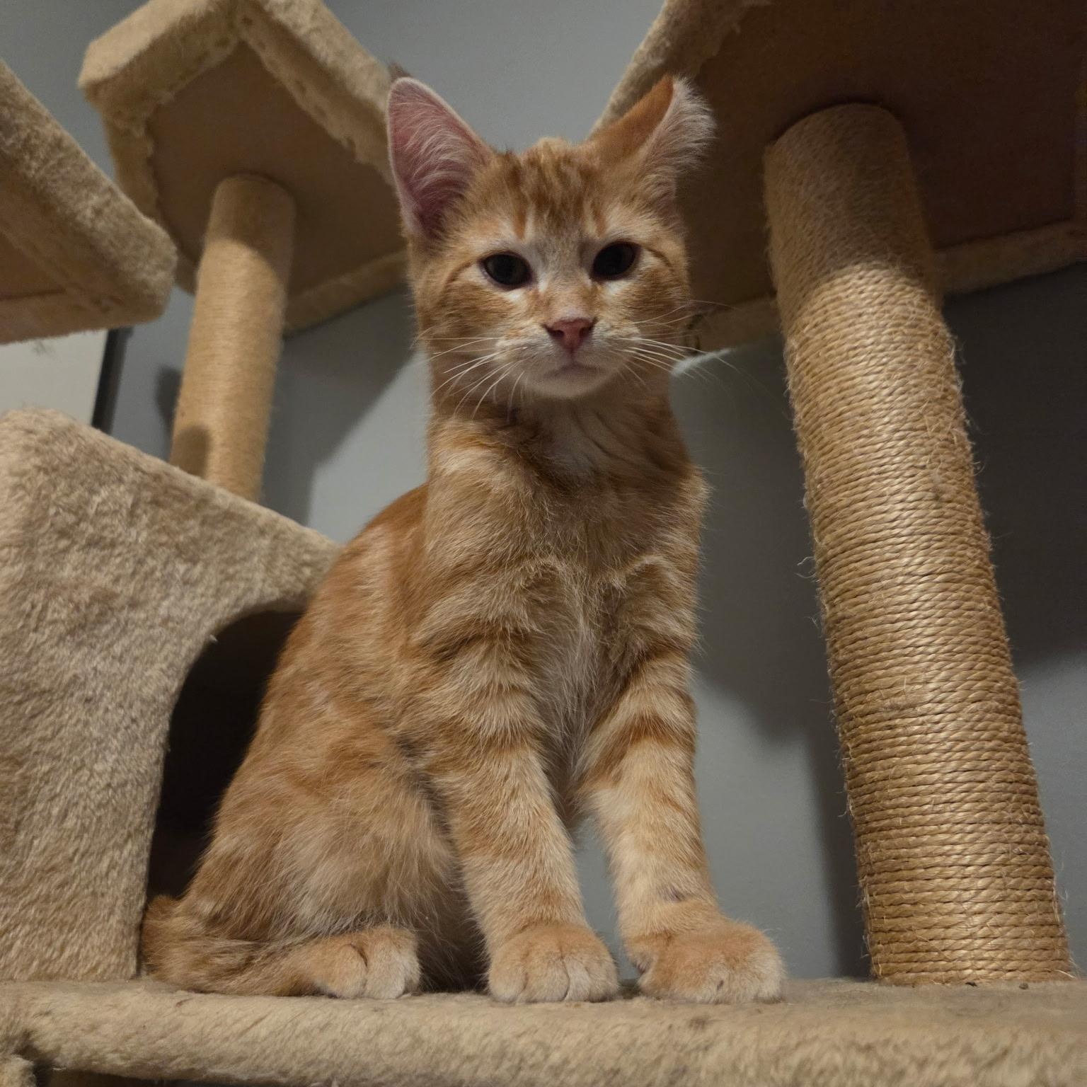 Simba, Adoptable, Young Male Domestic Short Hair.