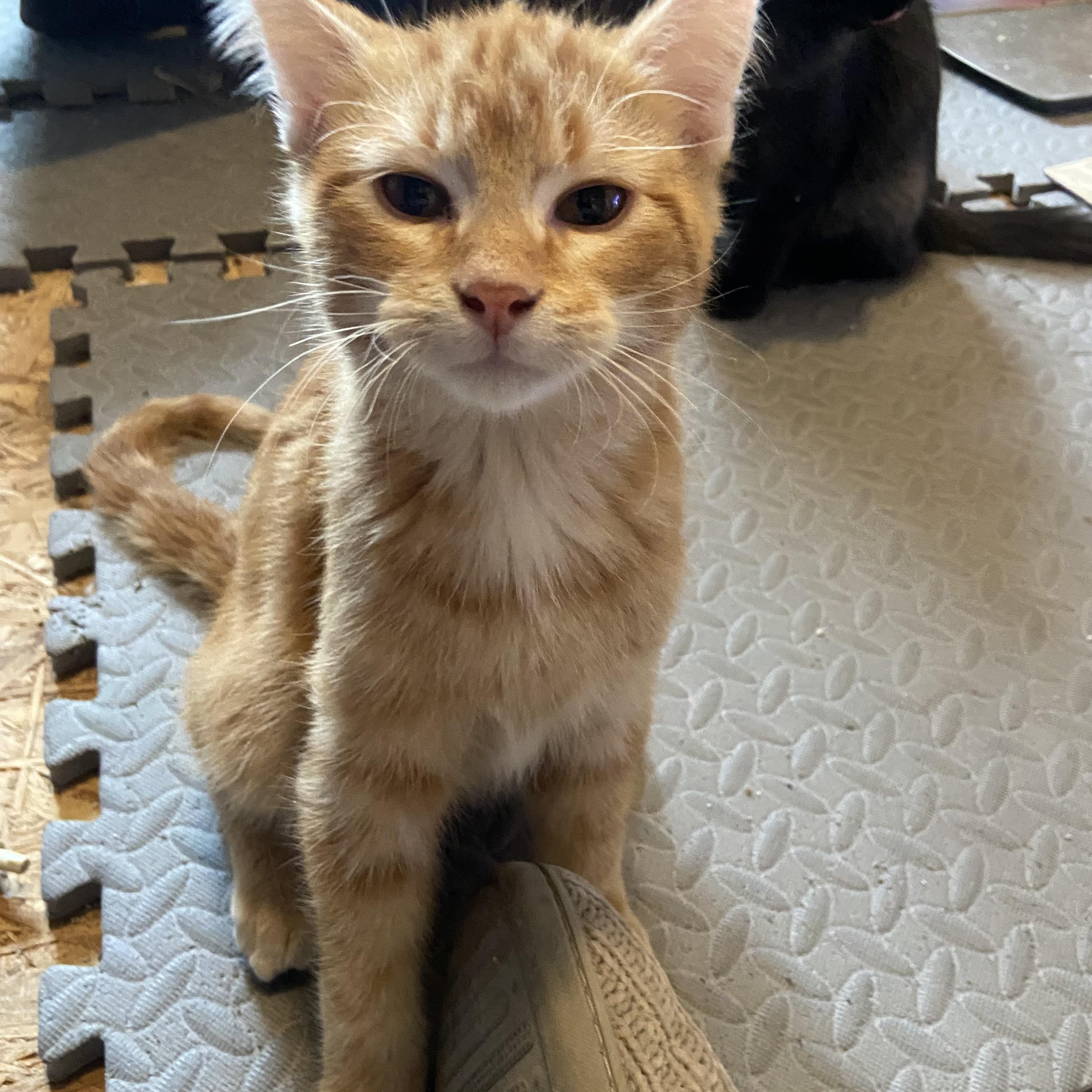 Enlarge Simba, a Adoptable Domestic Short Hair in Saint Francis, MN image 2/4