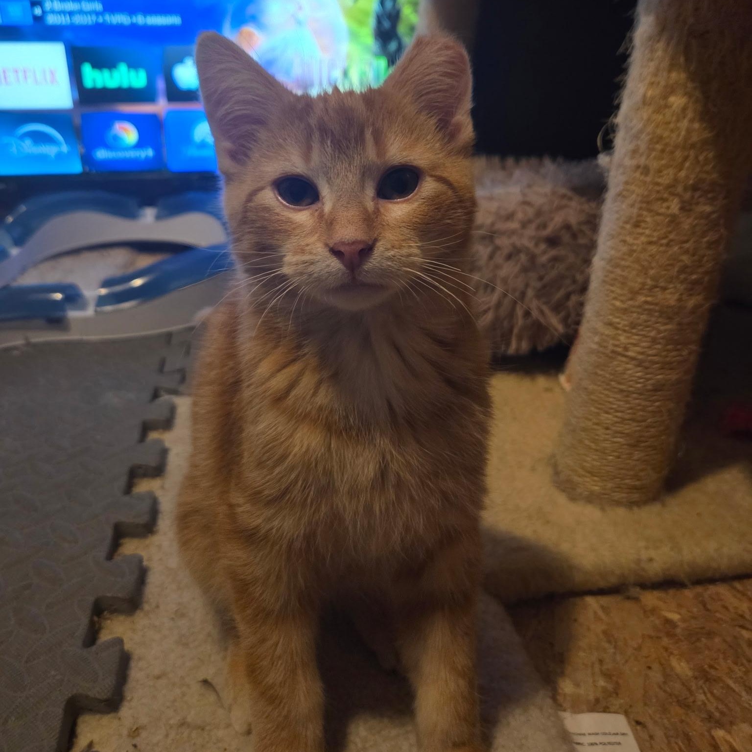 Enlarge Simba, a Adoptable Domestic Short Hair in Saint Francis, MN image 4/4