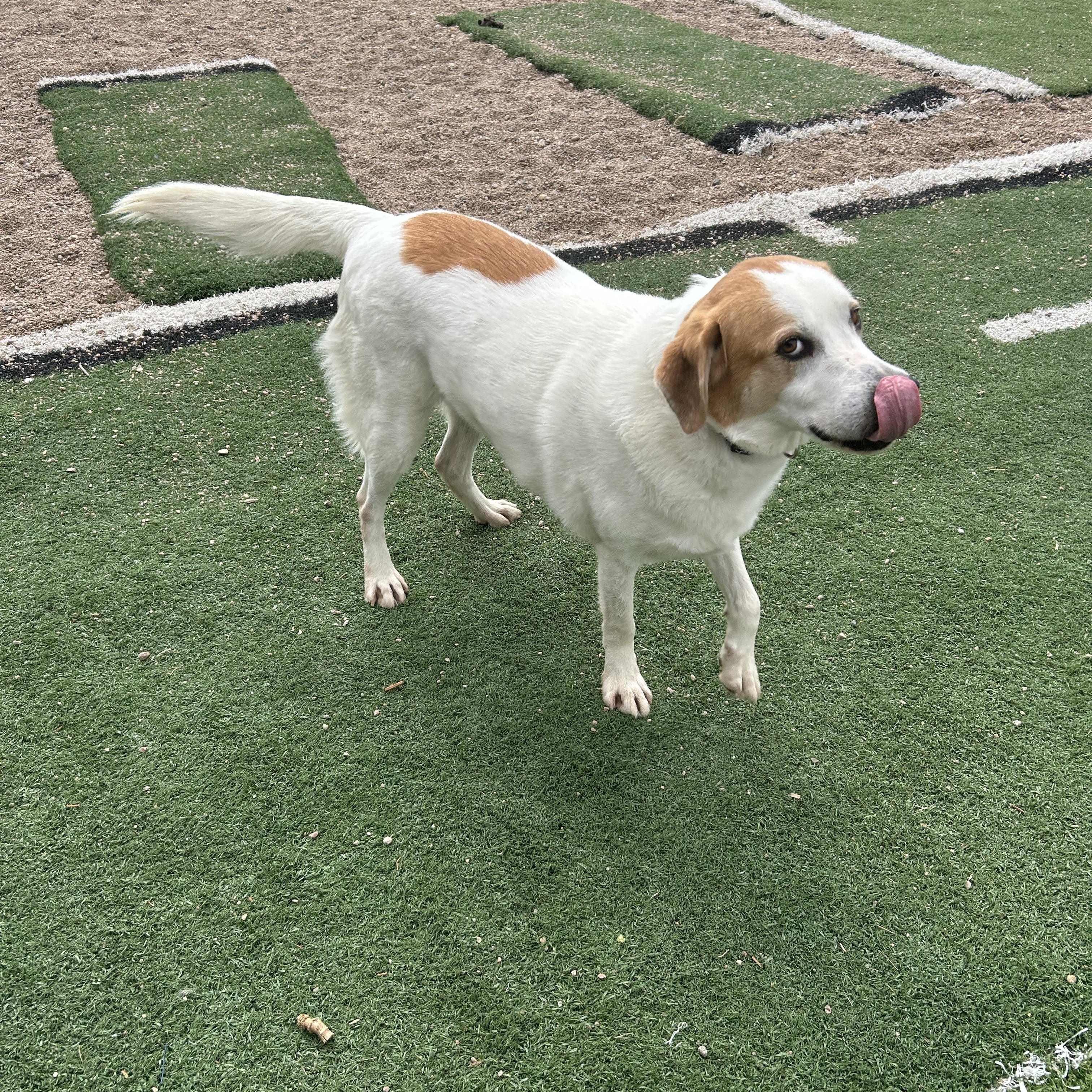 Enlarge Ernie, a ADOPTABLE mixed breed in Seward, NE image 3/3