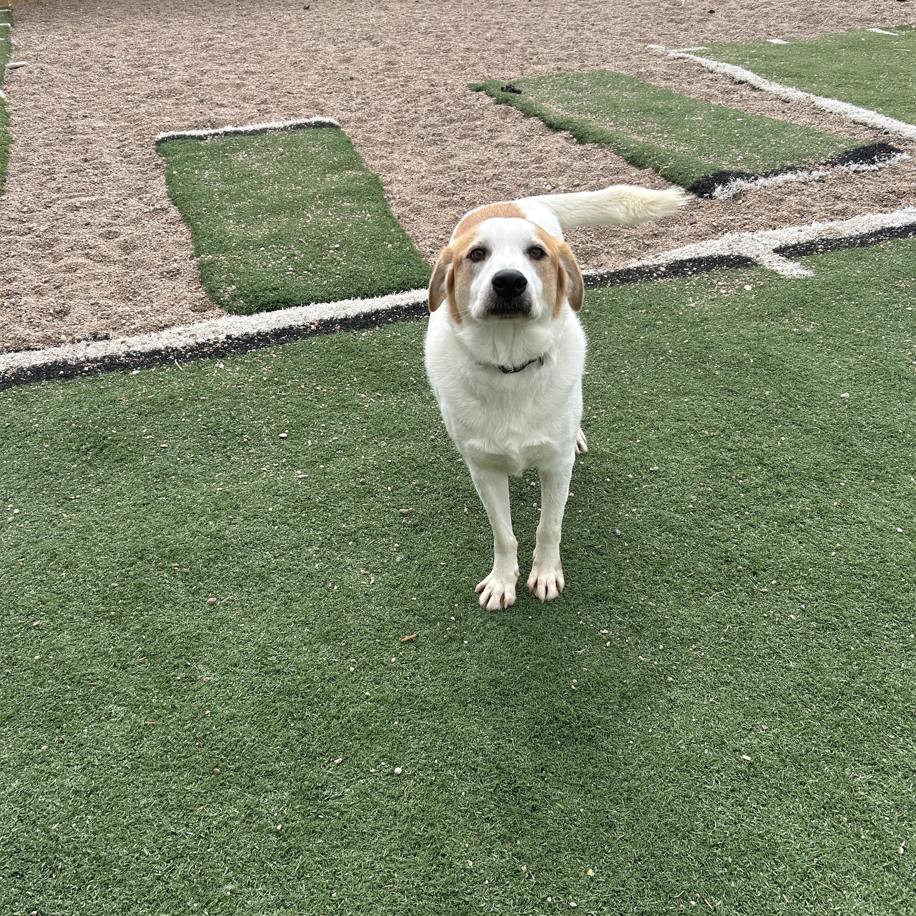 Enlarge Ernie, a ADOPTABLE mixed breed in Seward, NE image 2/3