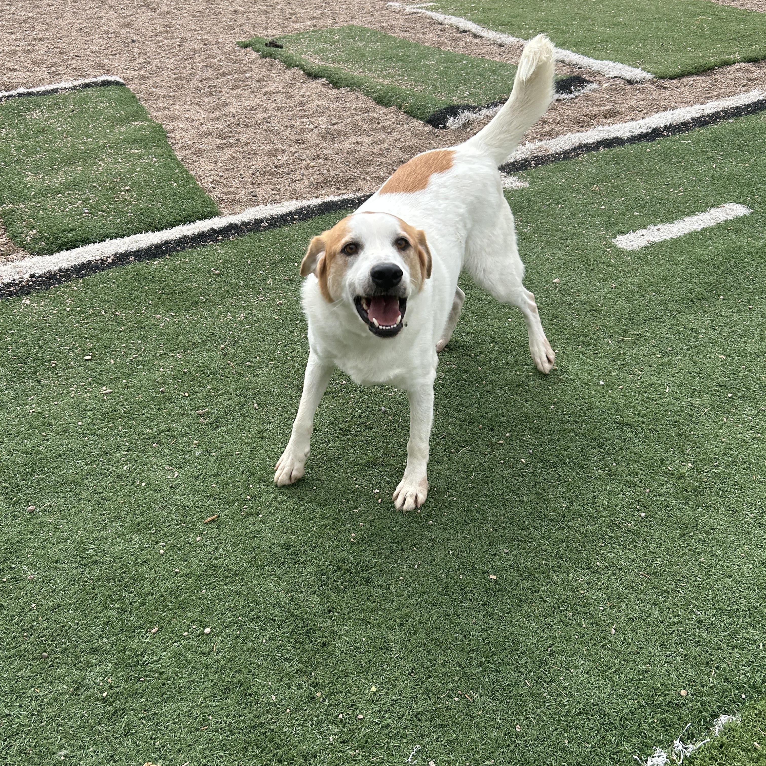 Ernie, ADOPTABLE, Adult Male Great Pyrenees & Labrador Retriever.
