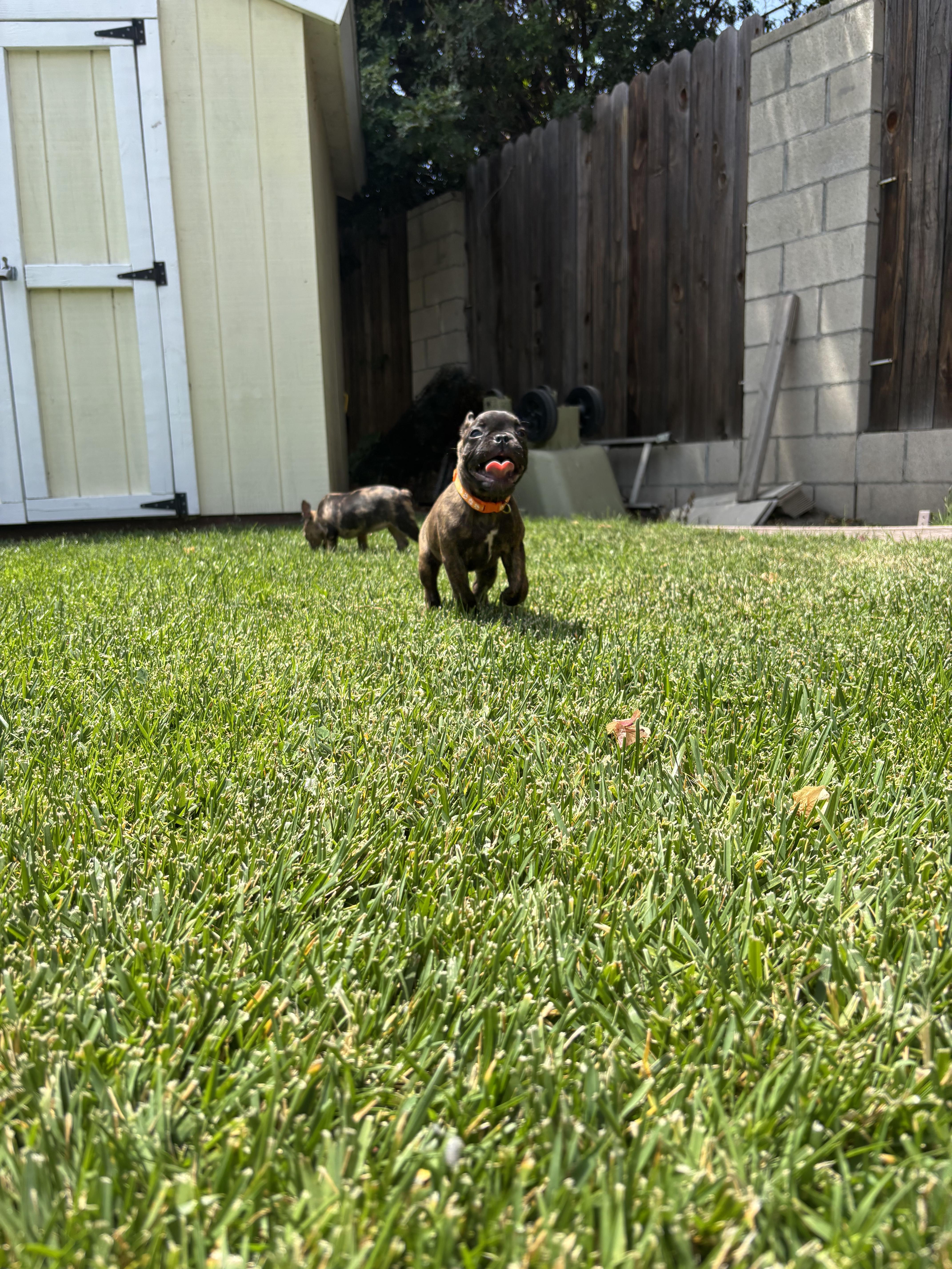 Bambi photo 2