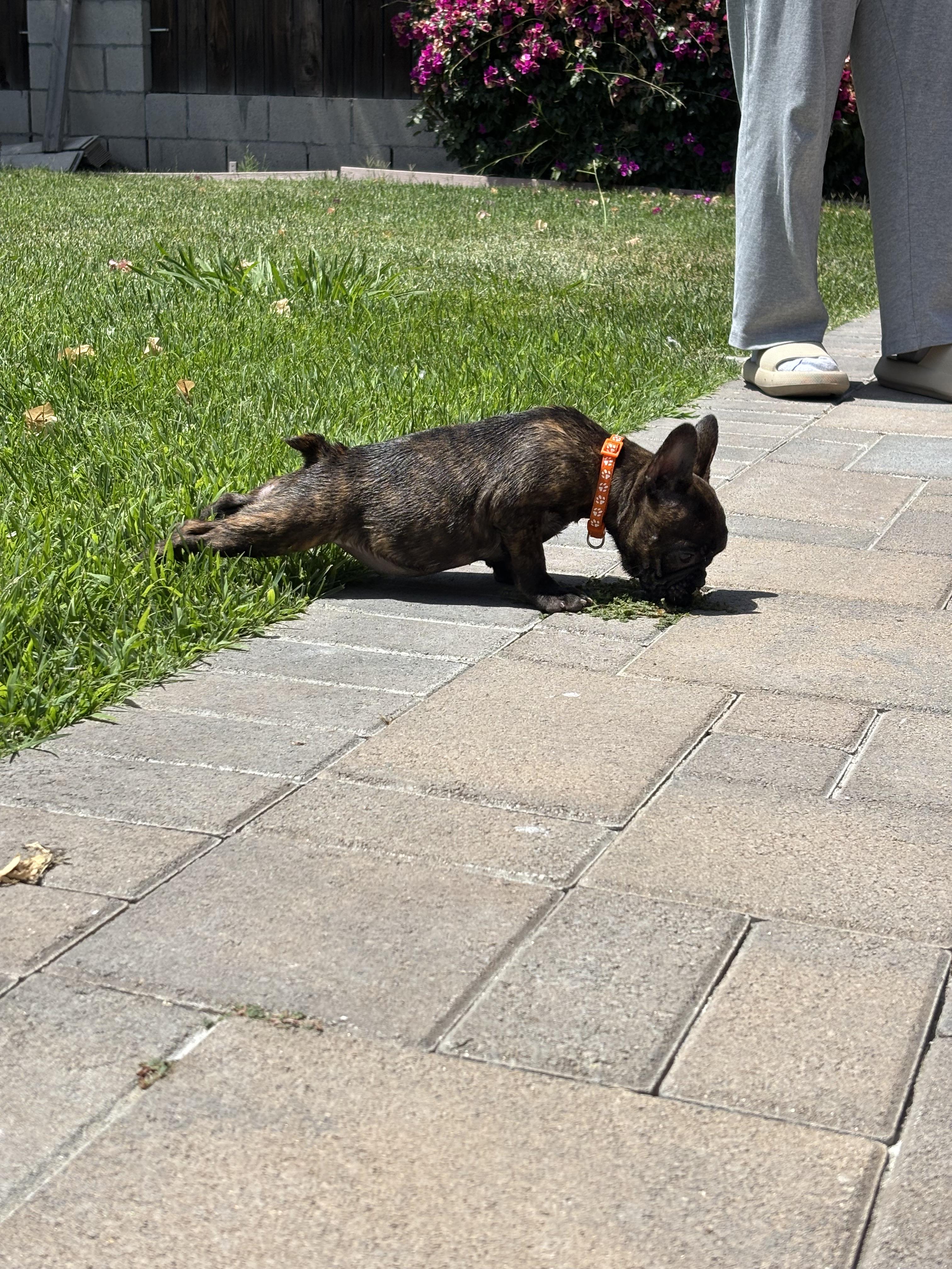 Bambi photo 3