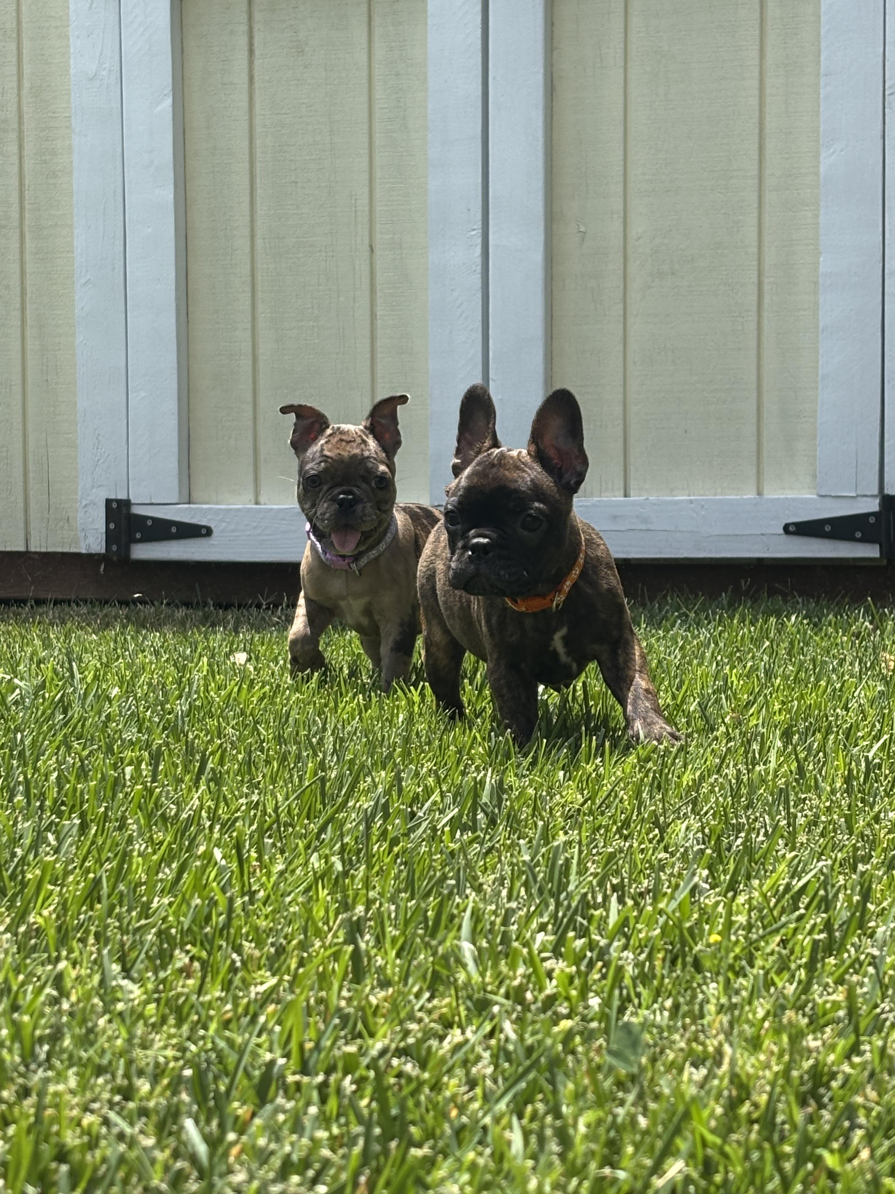Bambi, Baby Female French Bulldog
