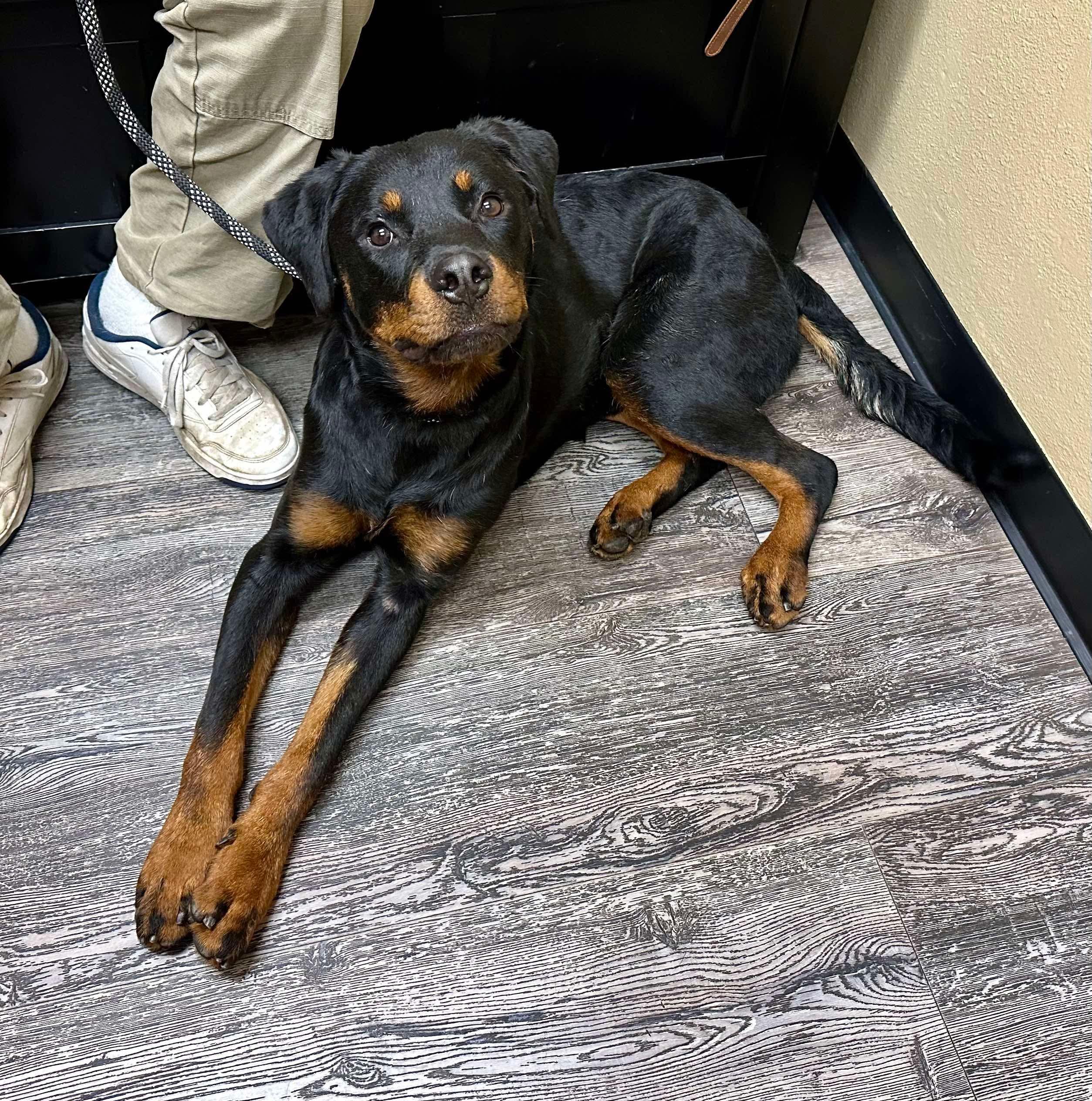 Marco, a Adoptable Rottweiler in Roseburg, OR image 2/5