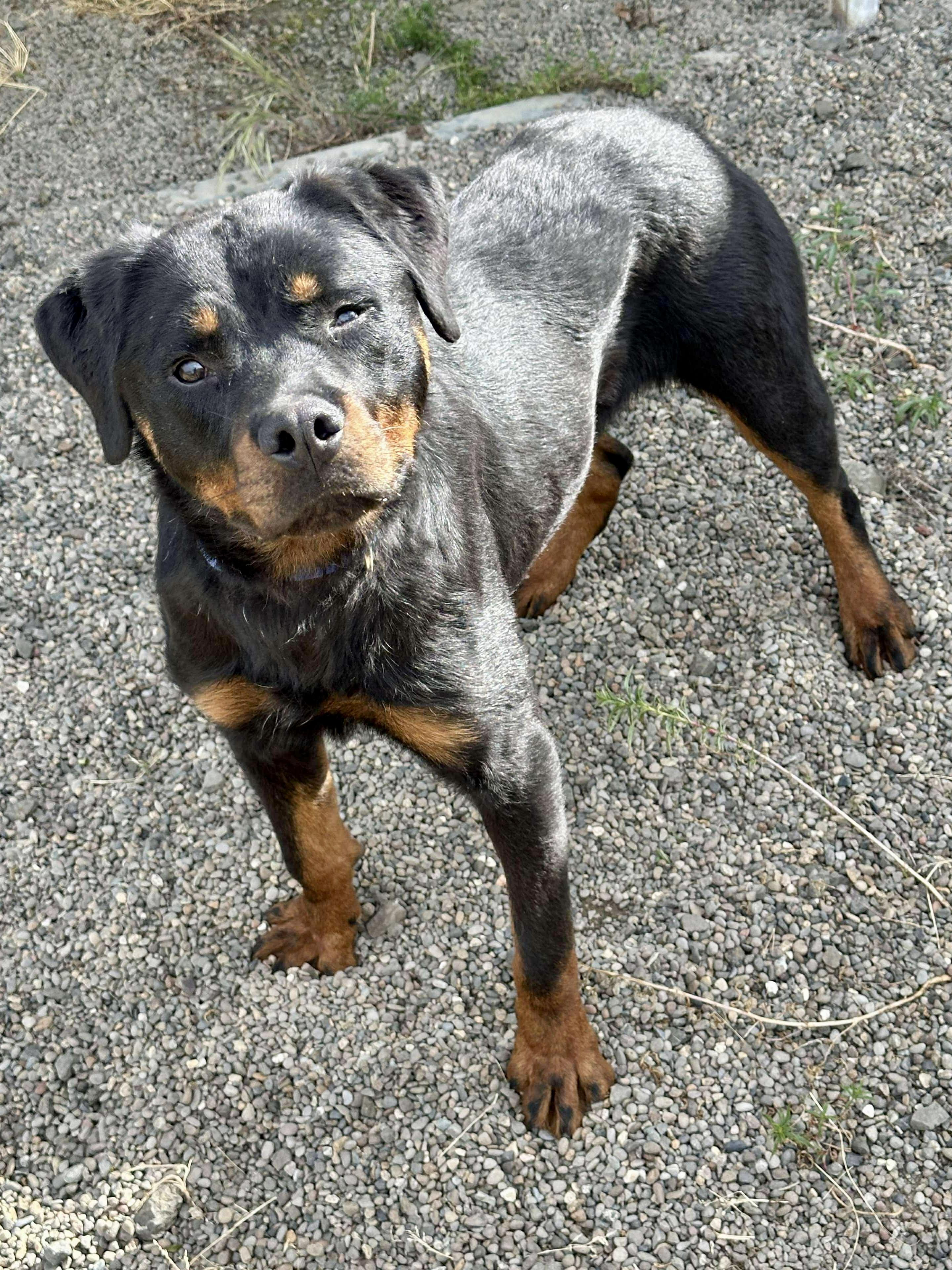 Marco, Adoptable, Young Male Rottweiler.