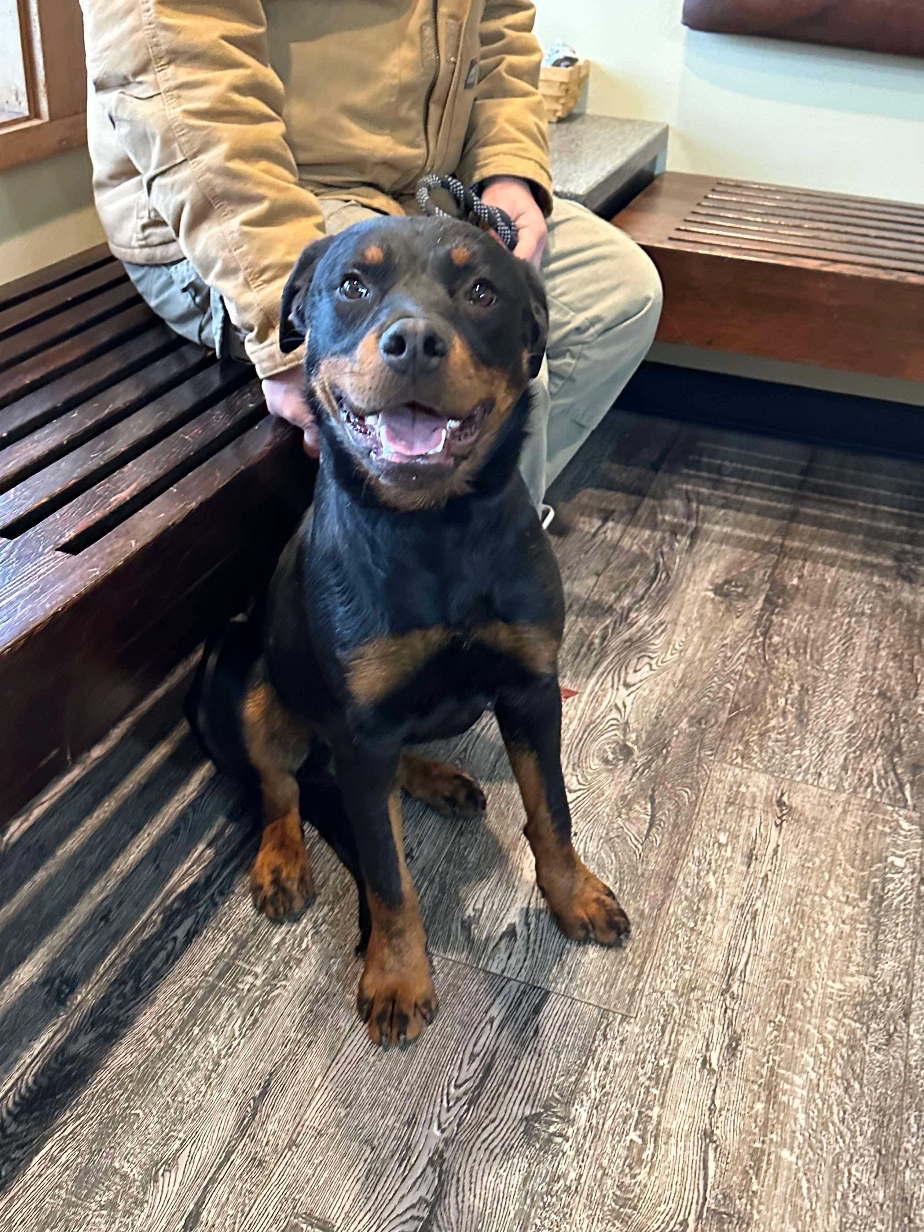 Marco, a Adoptable Rottweiler in Roseburg, OR image 3/5