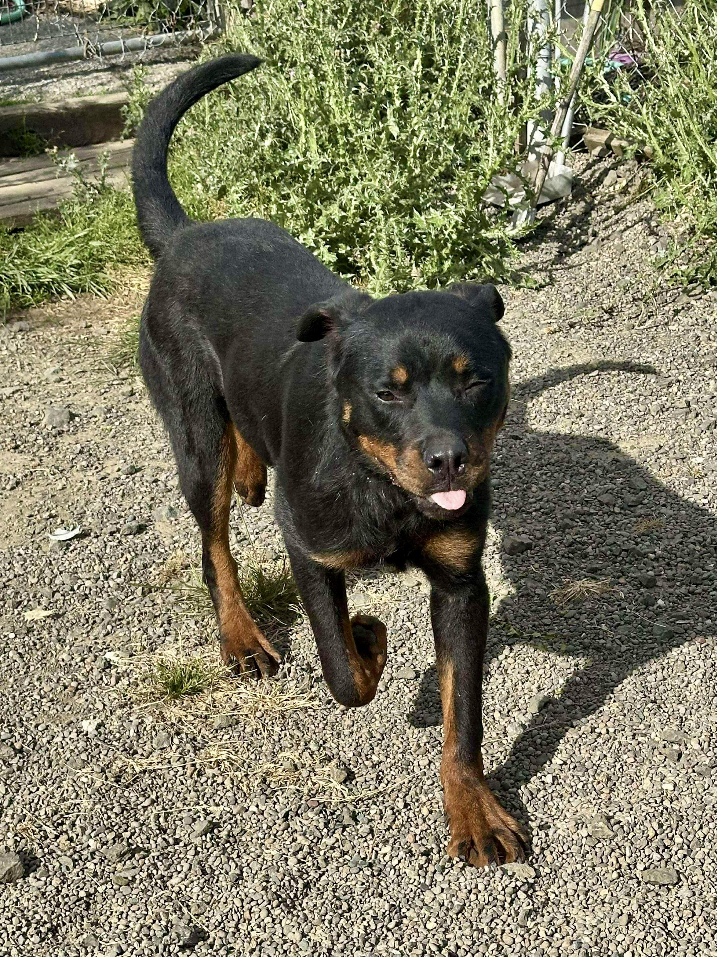 Marco, a Adoptable Rottweiler in Roseburg, OR image 5/5