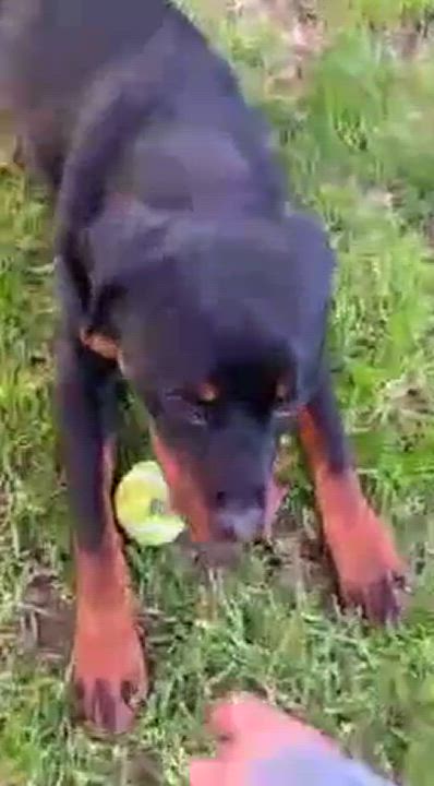 Enlarge Marco, a Adoptable Rottweiler in Roseburg, OR video 4/5