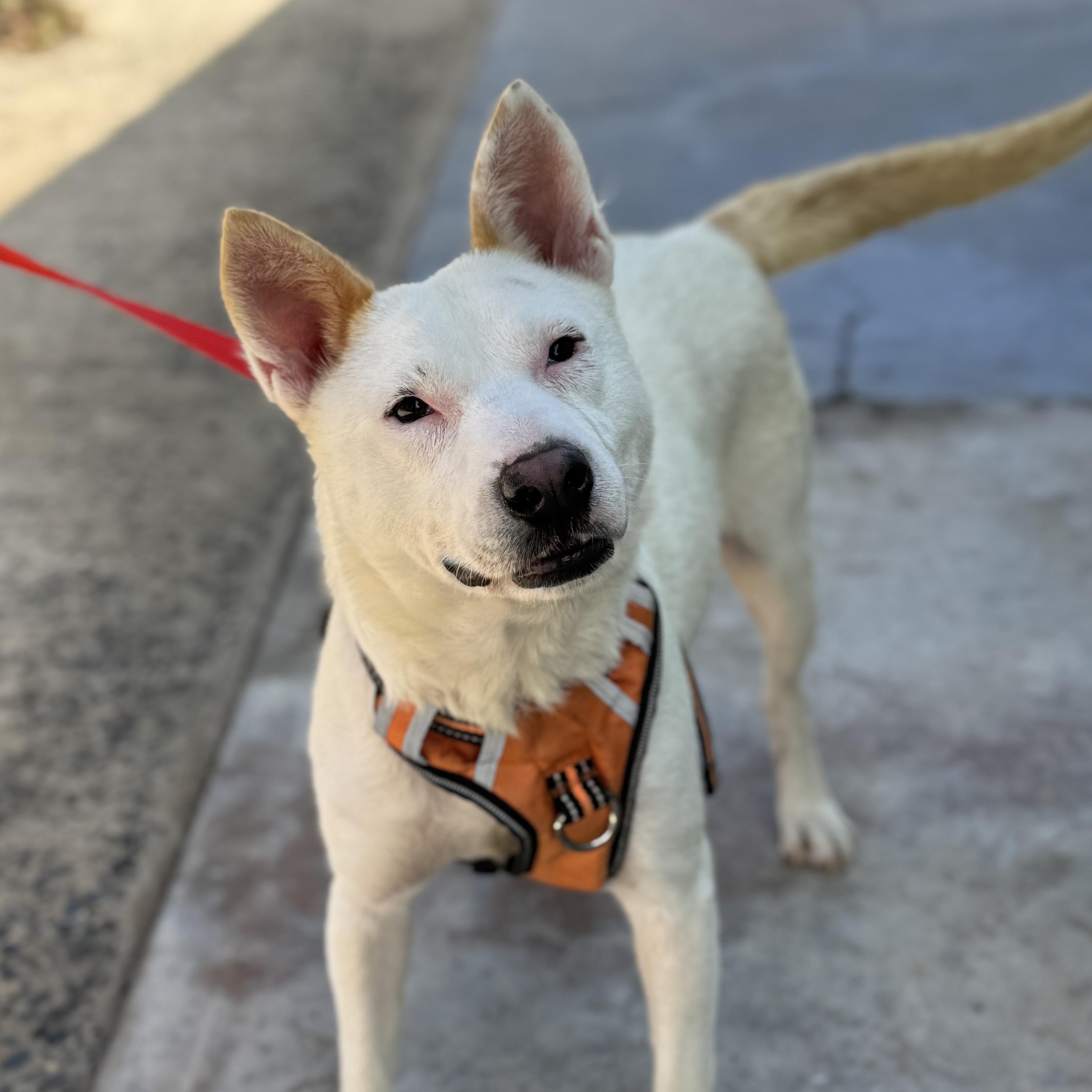 Kragen, a Adoptable mixed breed in San Diego, CA image 2/3