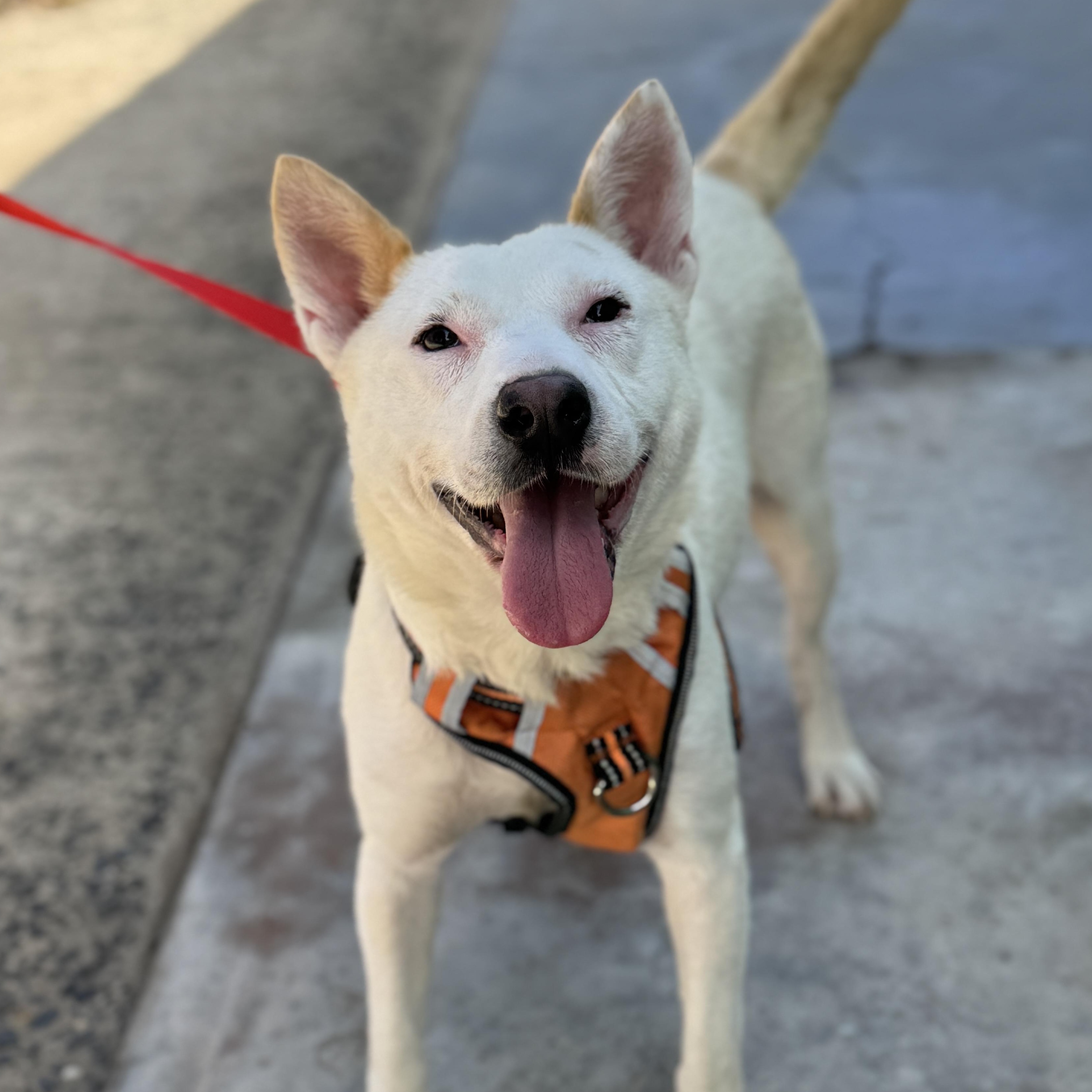 Kragen, a Adoptable mixed breed in San Diego, CA image 1/3