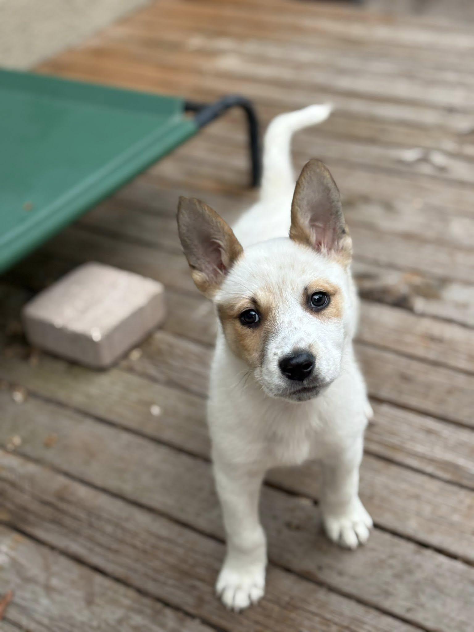 Scotty, Adoptable, Puppy Male Australian Cattle Dog / Blue Heeler.