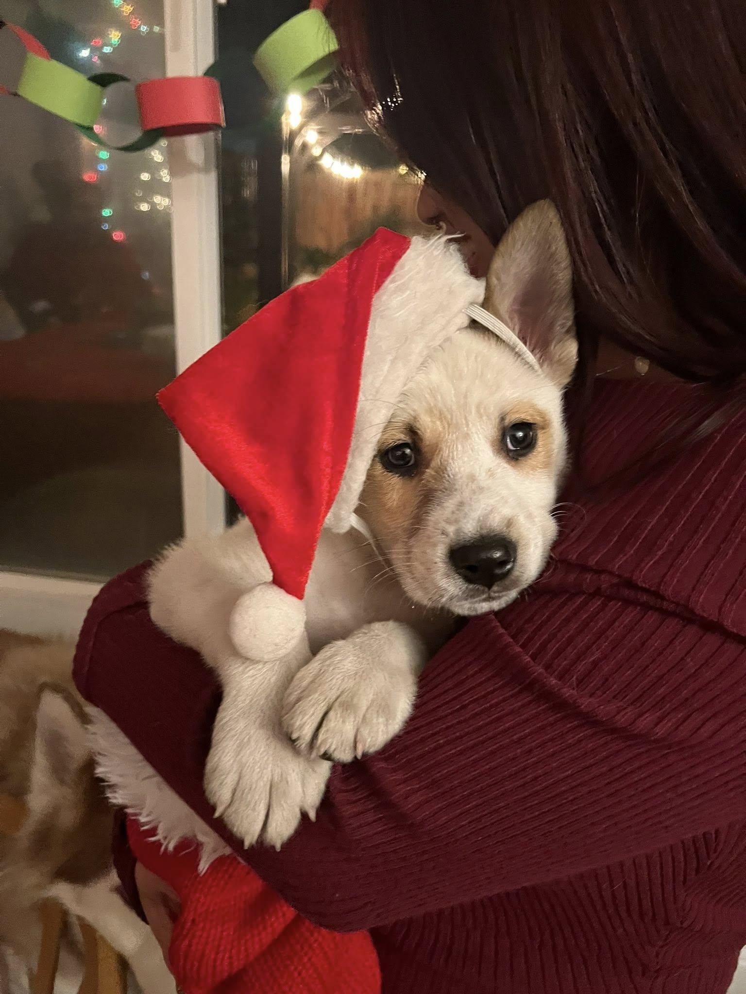 Enlarge Scotty, a Adoptable Australian Cattle Dog / Blue Heeler in Paso Robles, CA image 3/3