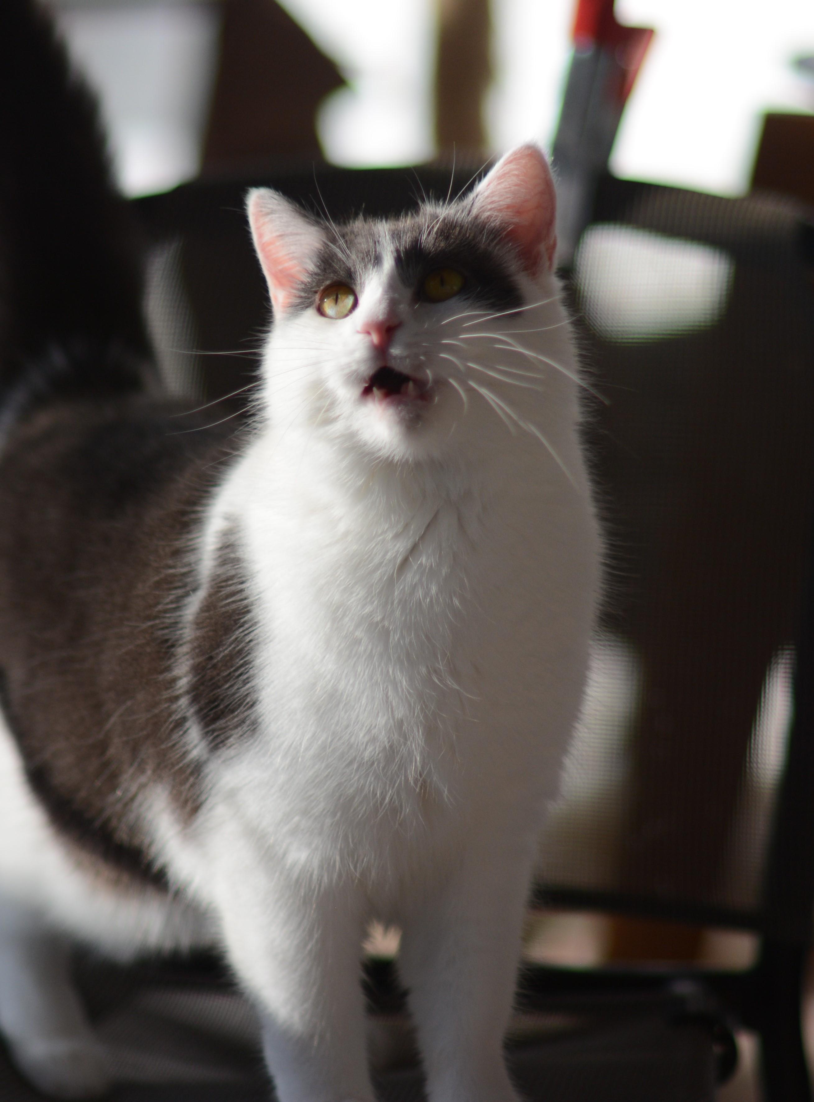 Maggie, Adoptable, Adult Female Domestic Short Hair.