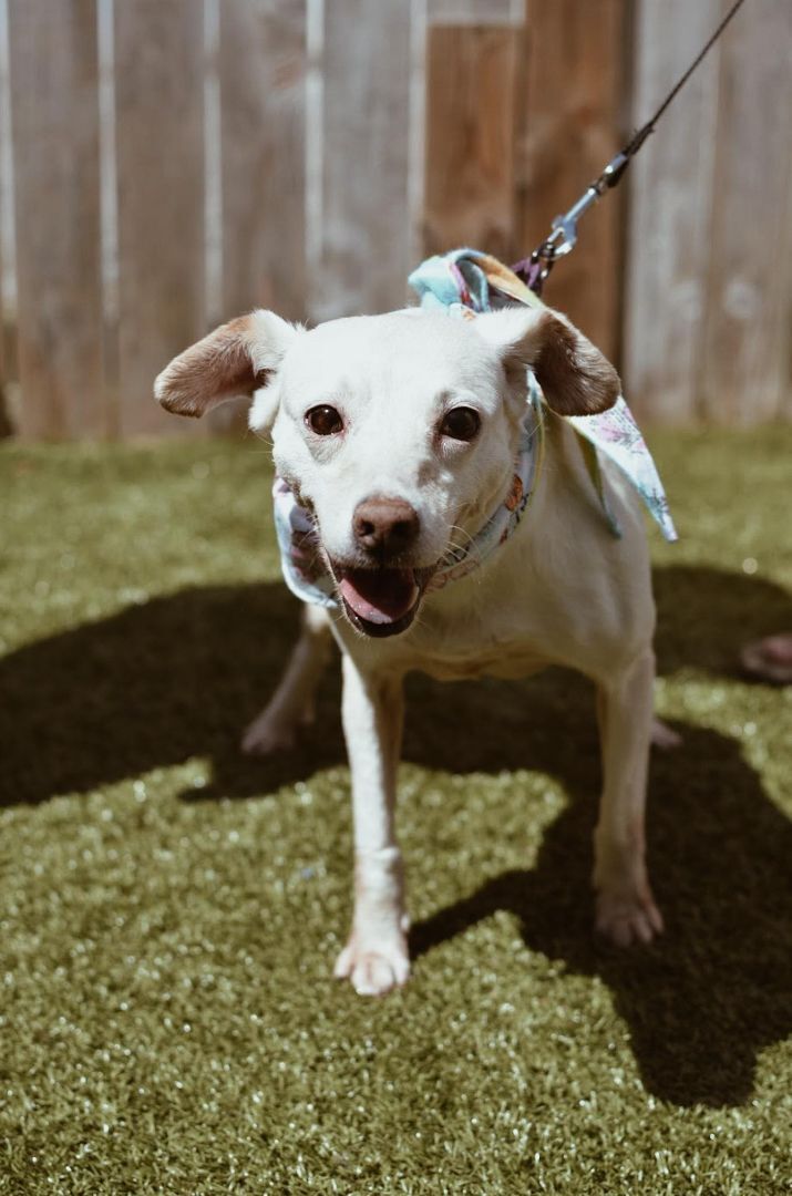 Katara, a Adoptable mixed breed image 2/4