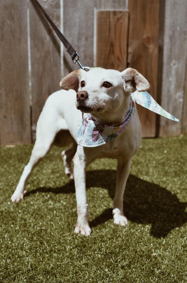 Katara, a Adoptable mixed breed image 3/4