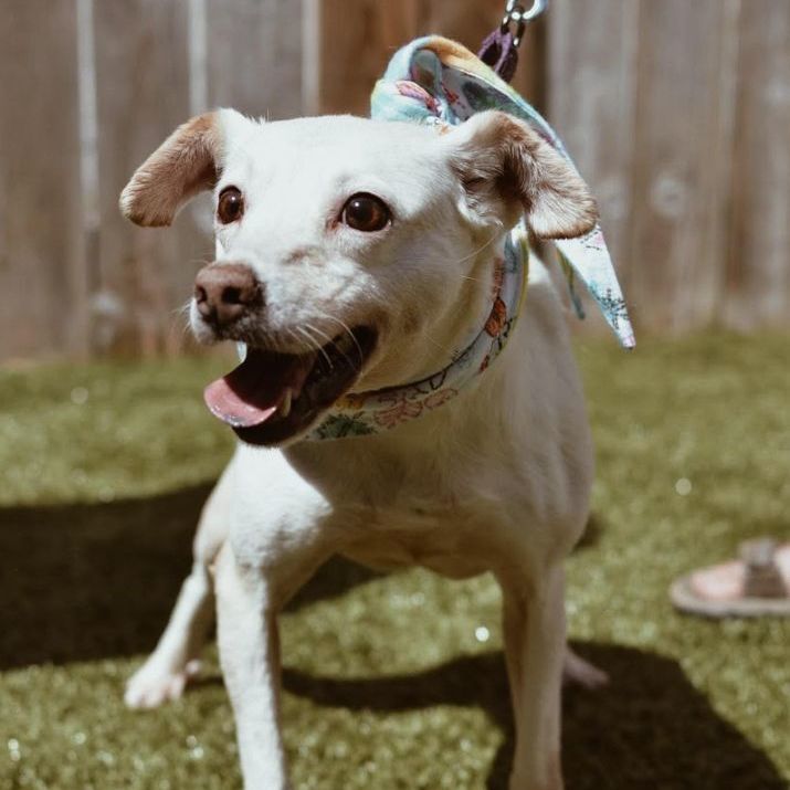 Katara, a Adoptable mixed breed image 4/4