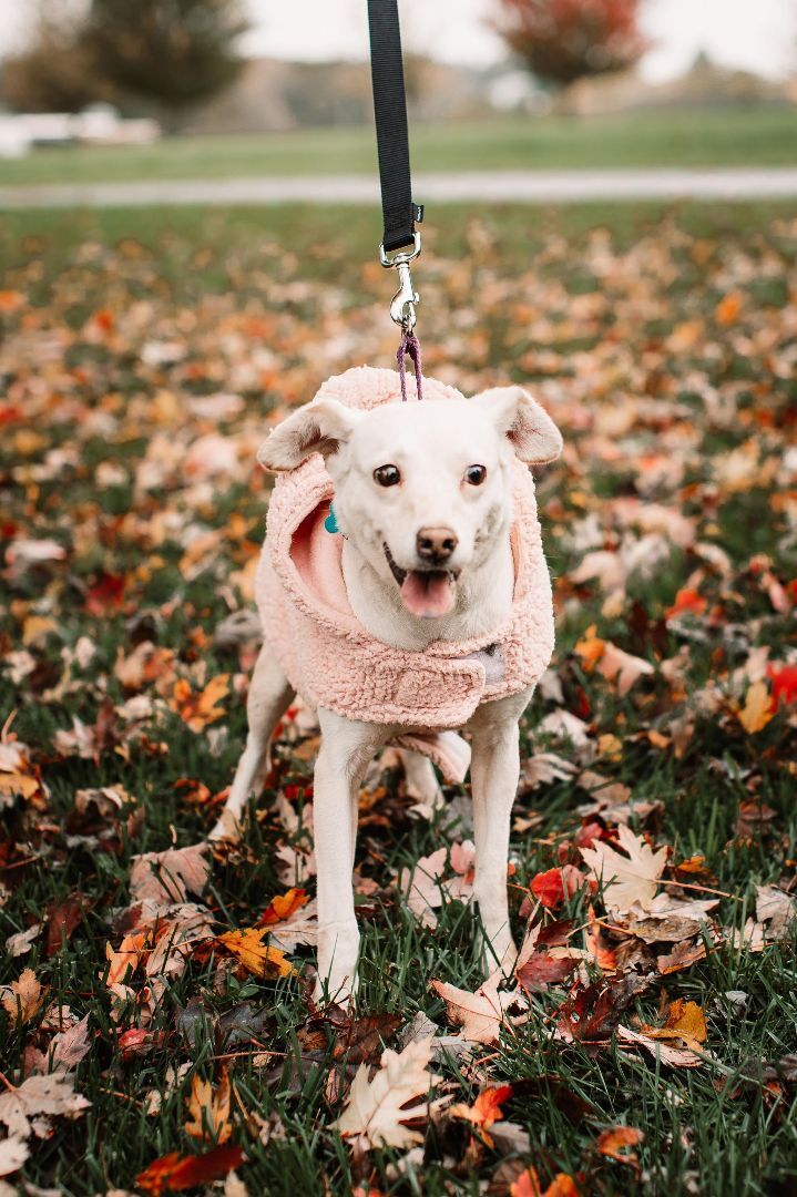 Katara, a Adoptable mixed breed image 1/4