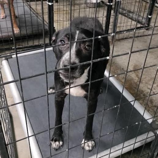 Ivy, Adoptable, Adult Female Australian Cattle Dog / Blue Heeler & Pit Bull Terrier.