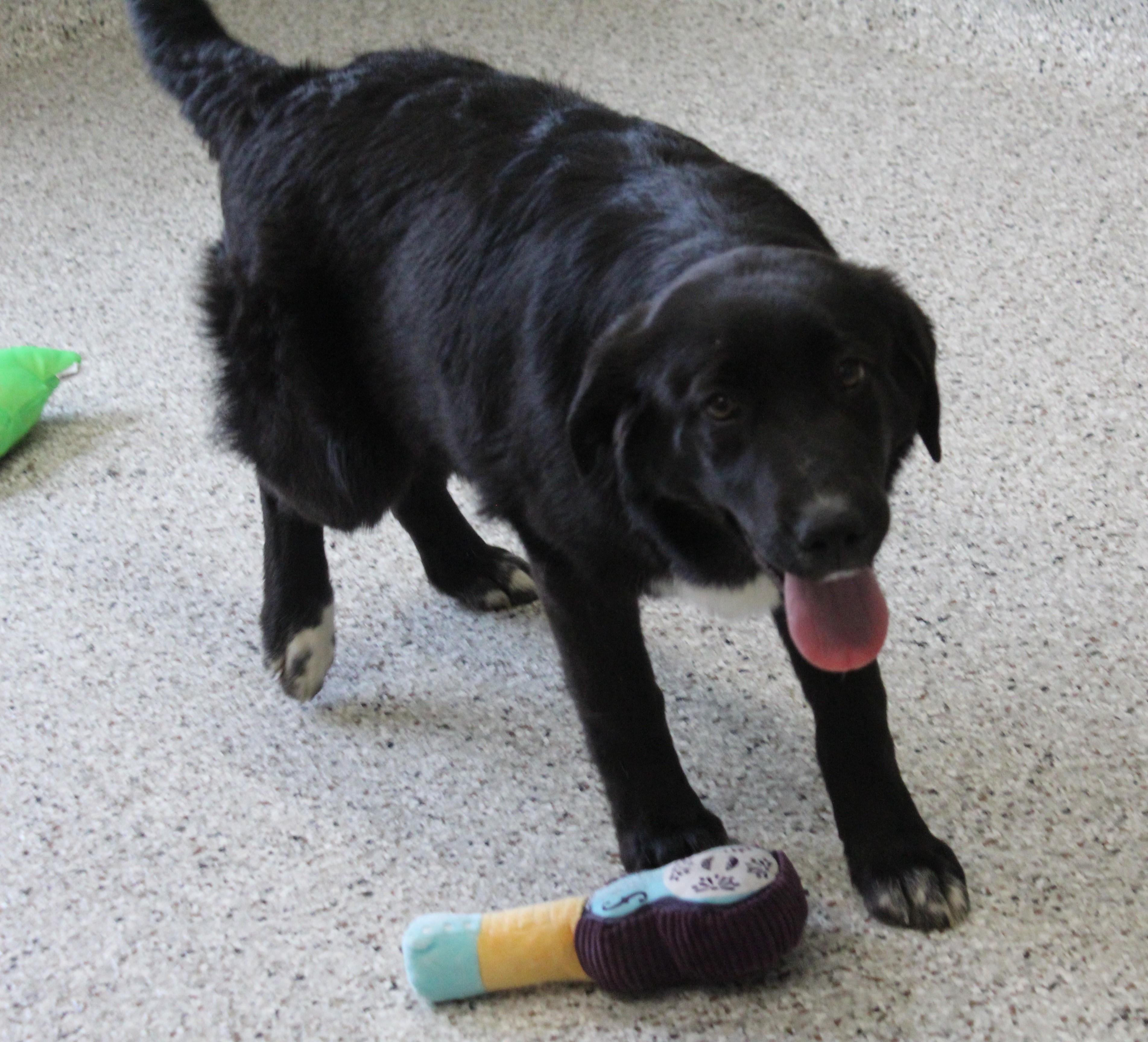 Shirley (11636), adopted, Young Female Border Collie & Labrador Retriever.