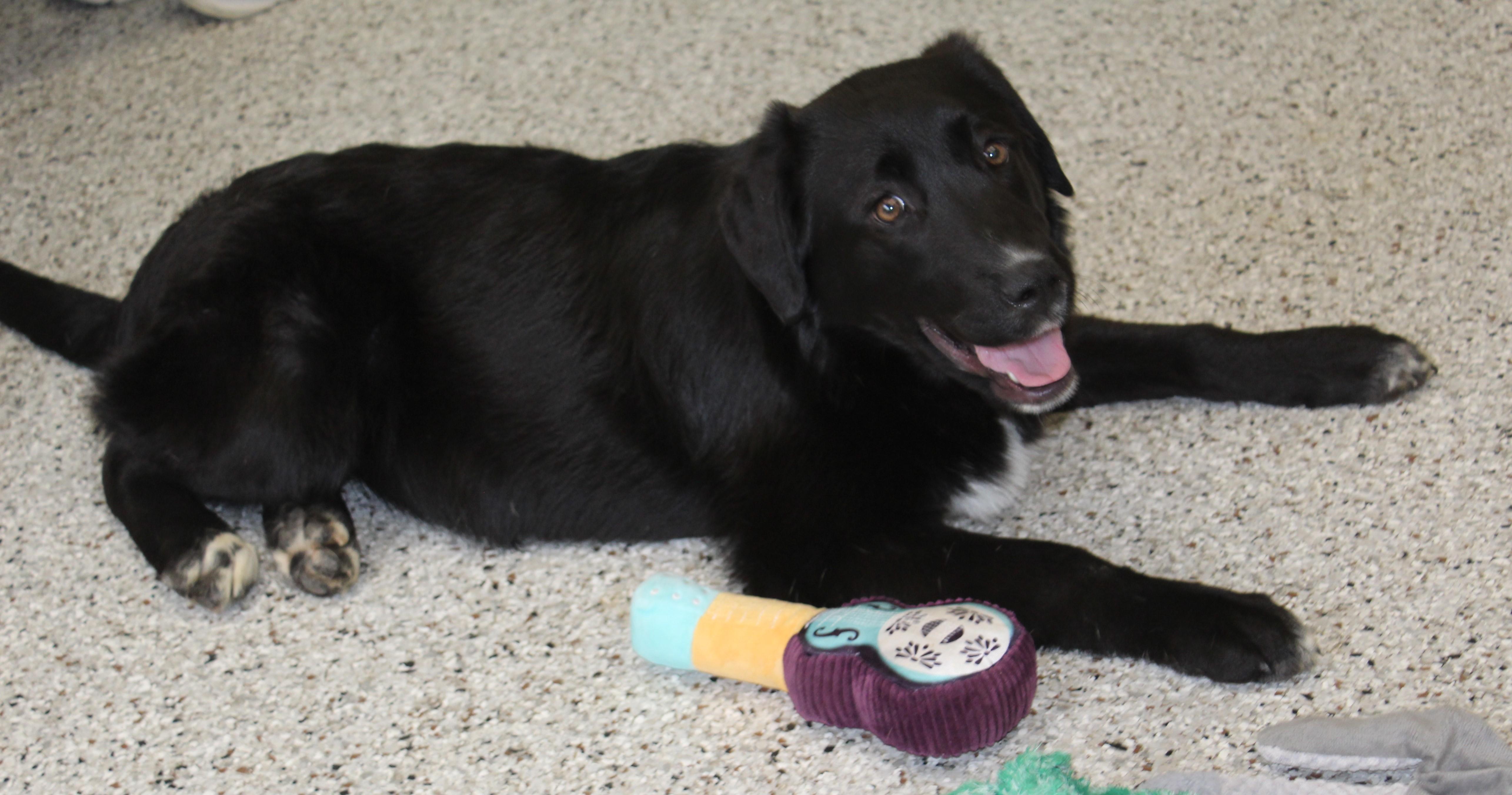 Enlarge Shirley (11636), an adopted mixed breed in Heath, OH image 2/3