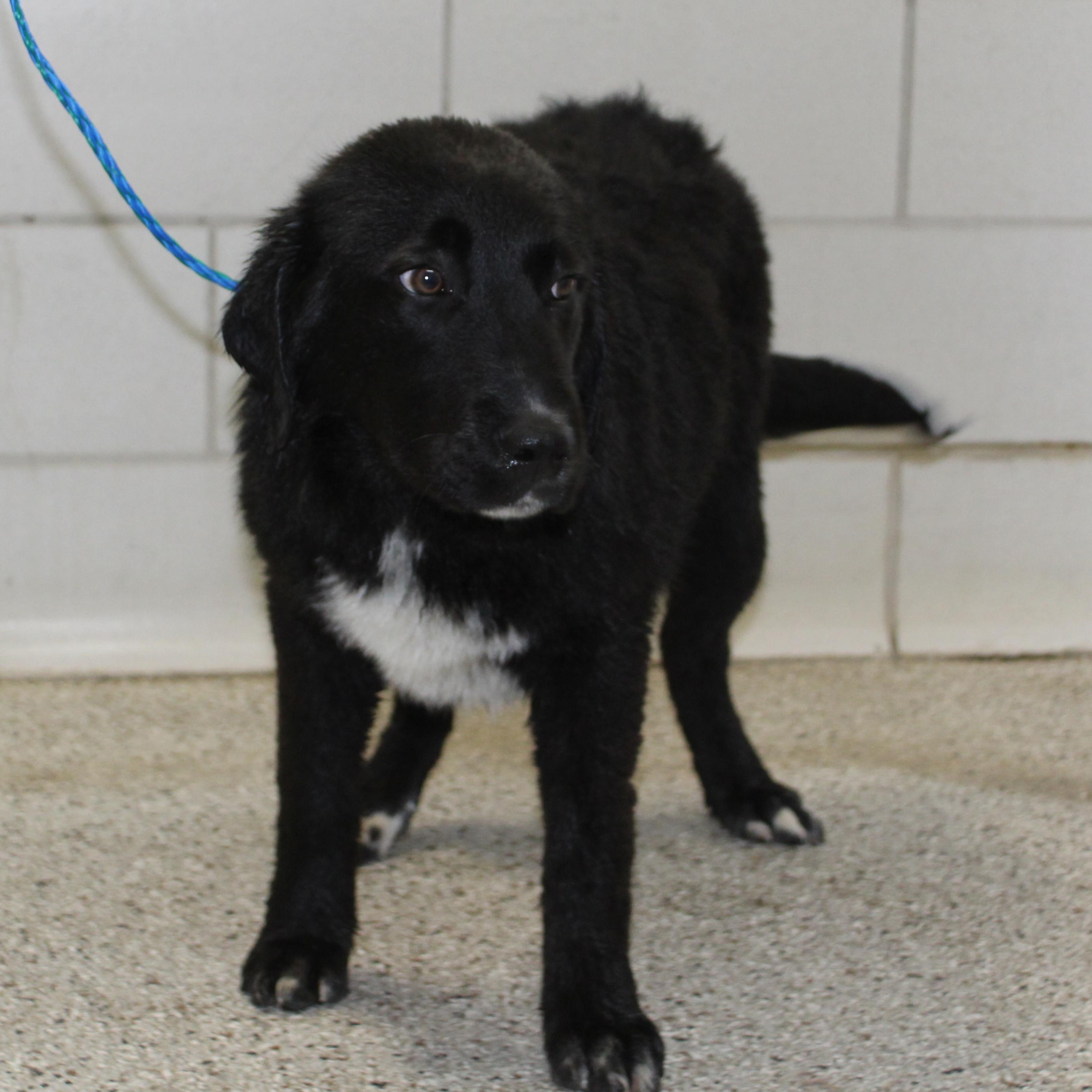 Enlarge Shirley (11636), an adopted mixed breed in Heath, OH image 3/3