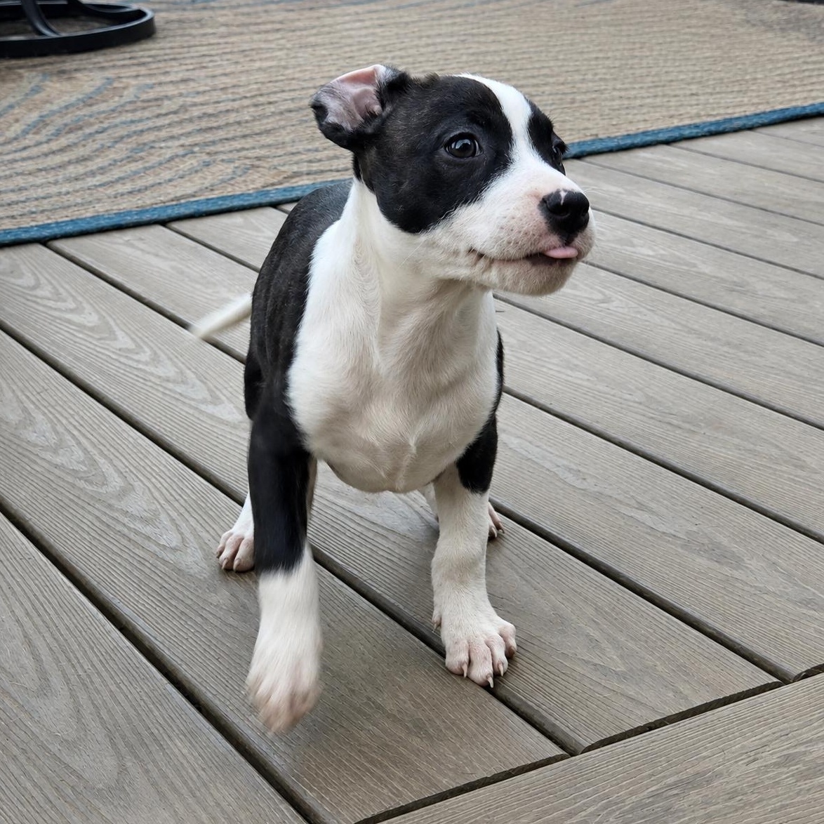 Enlarge Mabel, a Adopted mixed breed in Shinnston, WV image 3/6
