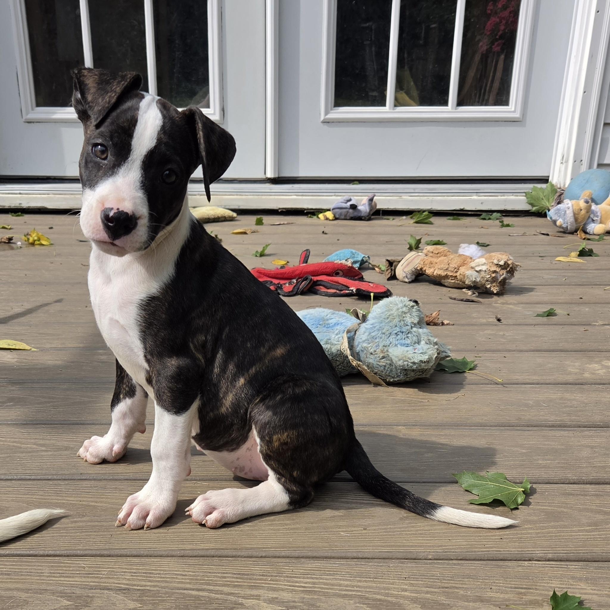 Enlarge Mabel, a Adopted mixed breed in Shinnston, WV image 4/6