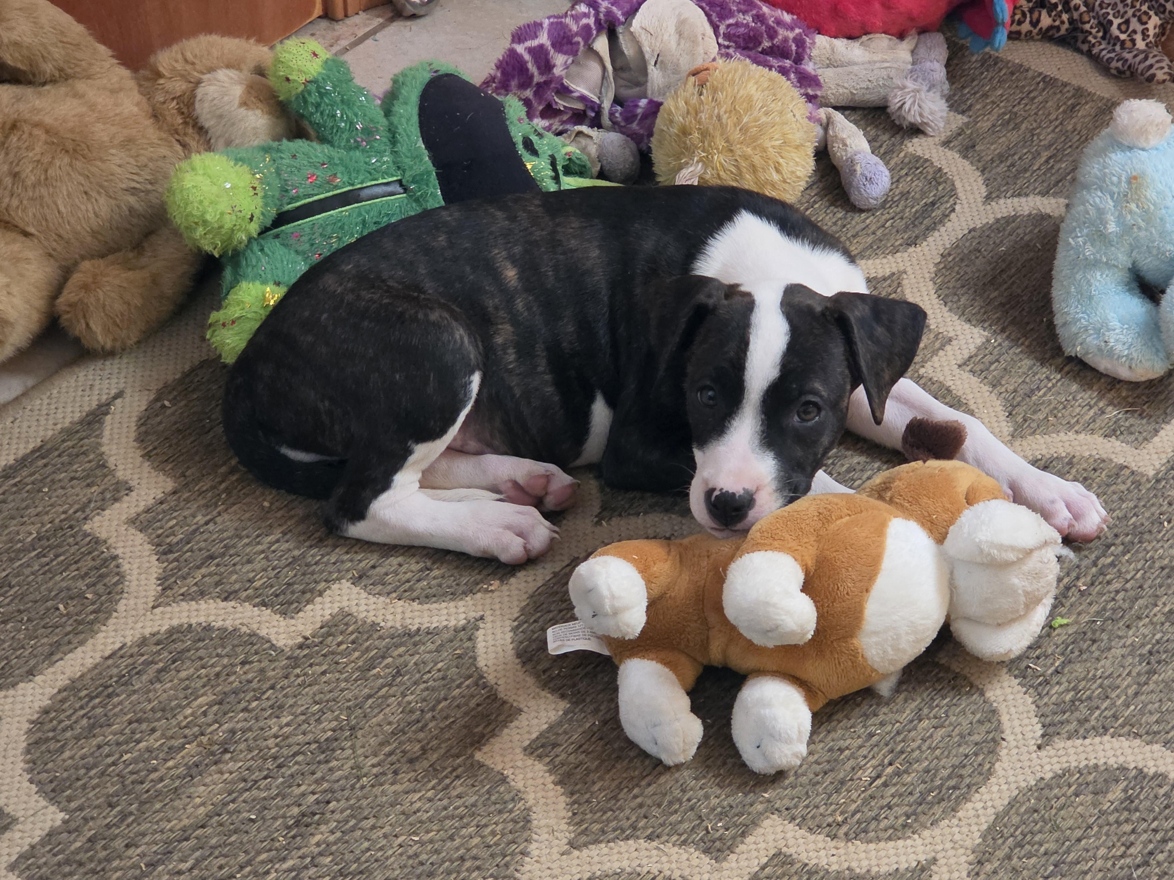 Enlarge Mabel, a Adopted mixed breed in Shinnston, WV image 5/6