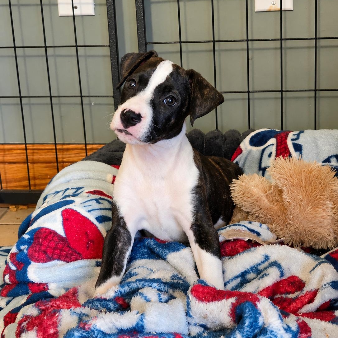 Enlarge Mabel, a Adopted mixed breed in Shinnston, WV image 2/6