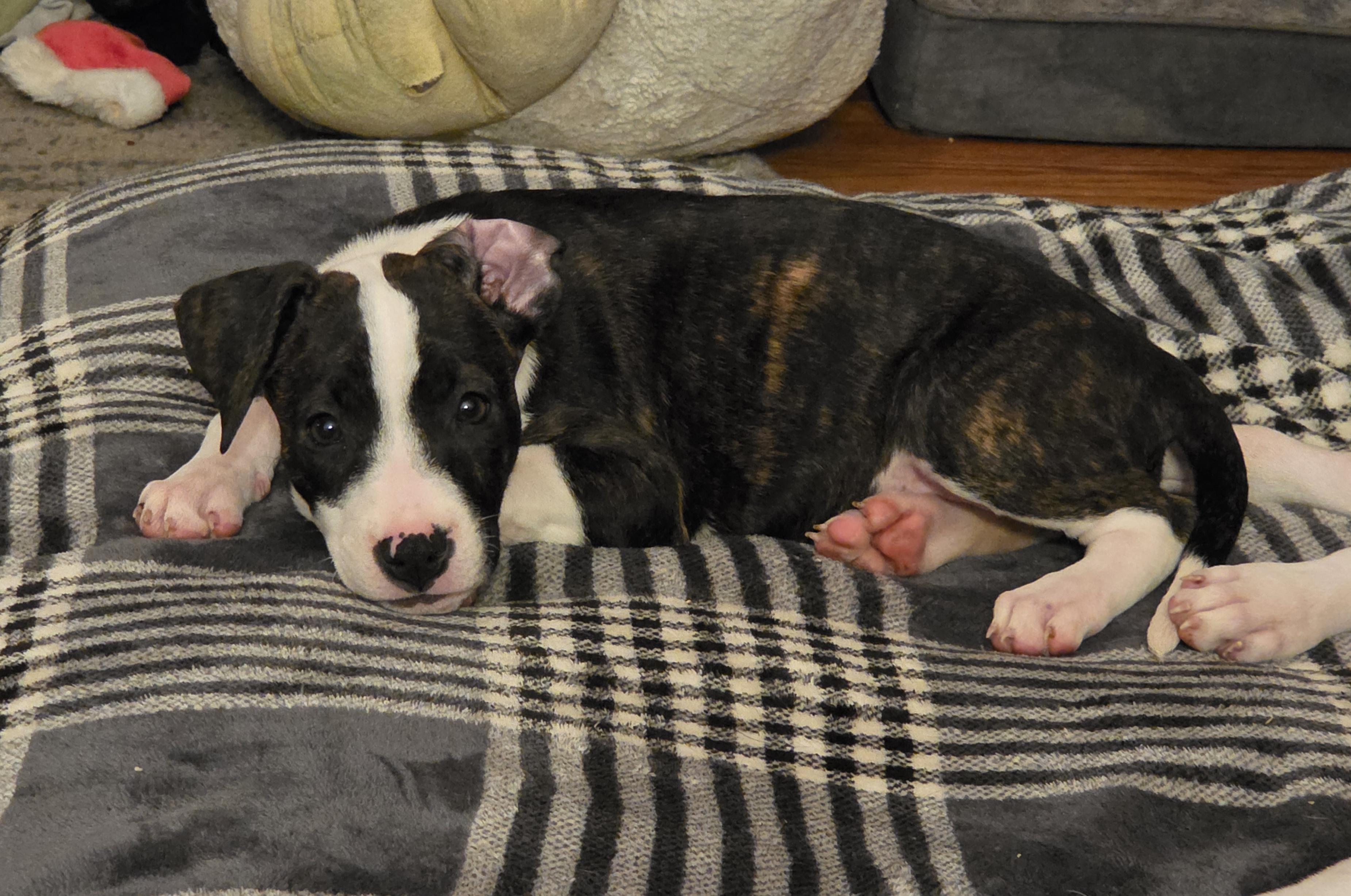 Enlarge Mabel, a Adopted mixed breed in Shinnston, WV image 6/6