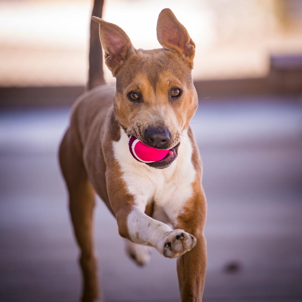 Enlarge Draco, a Adoptable Pit Bull Terrier in Twentynine Palms, CA image 1/5