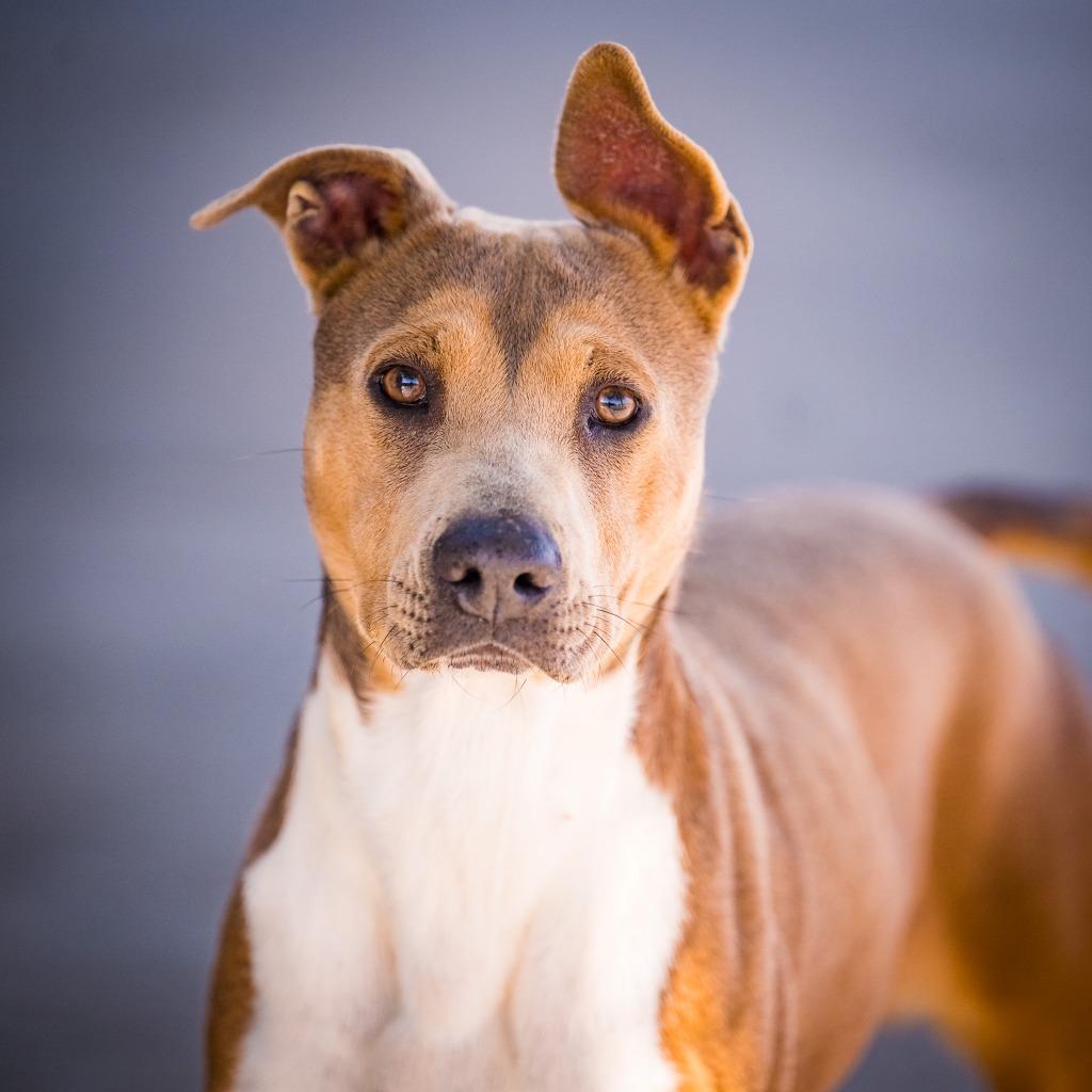 Enlarge Draco, a Adoptable Pit Bull Terrier in Twentynine Palms, CA image 2/5